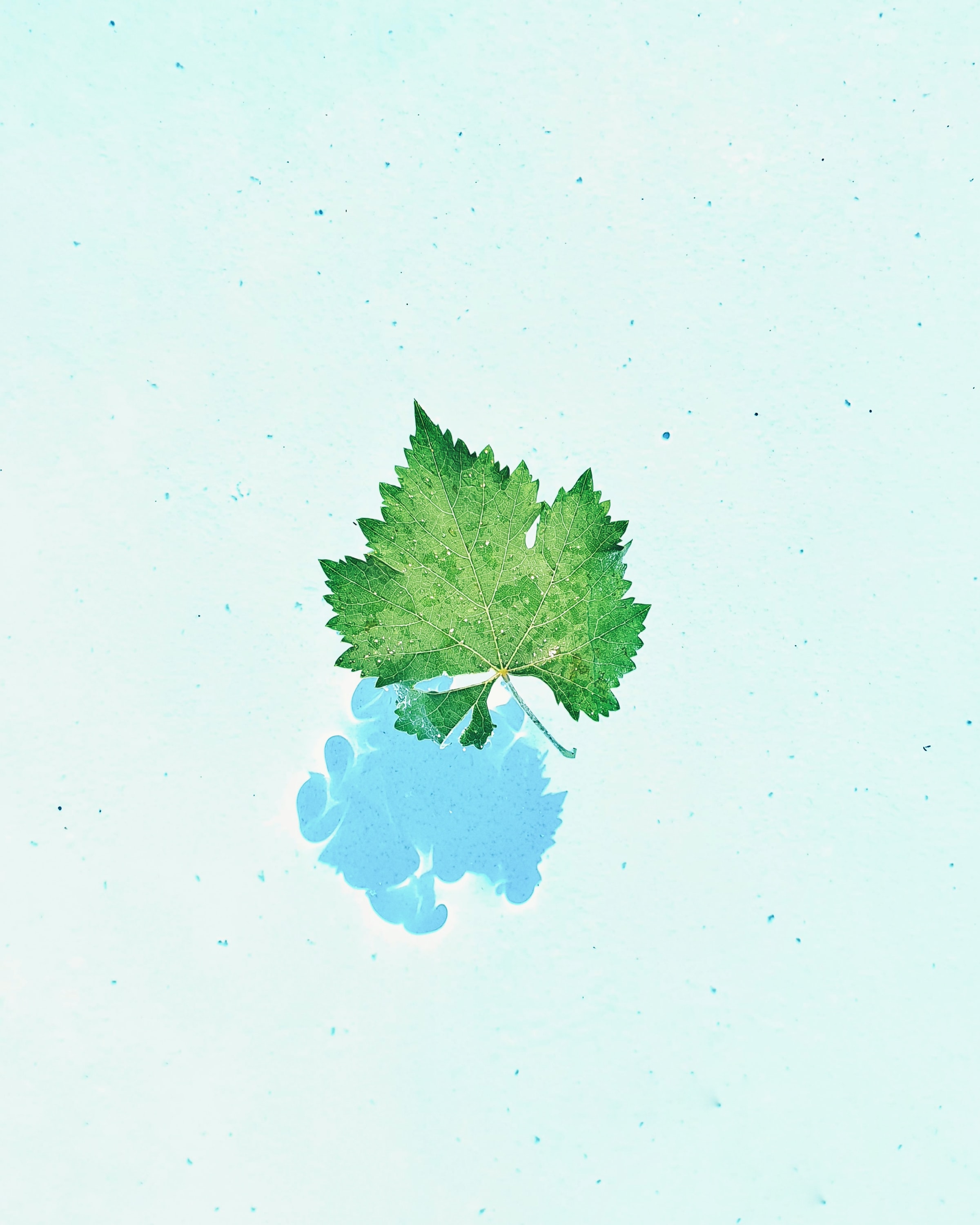 Download background sheet, water, macro, leaf, veins