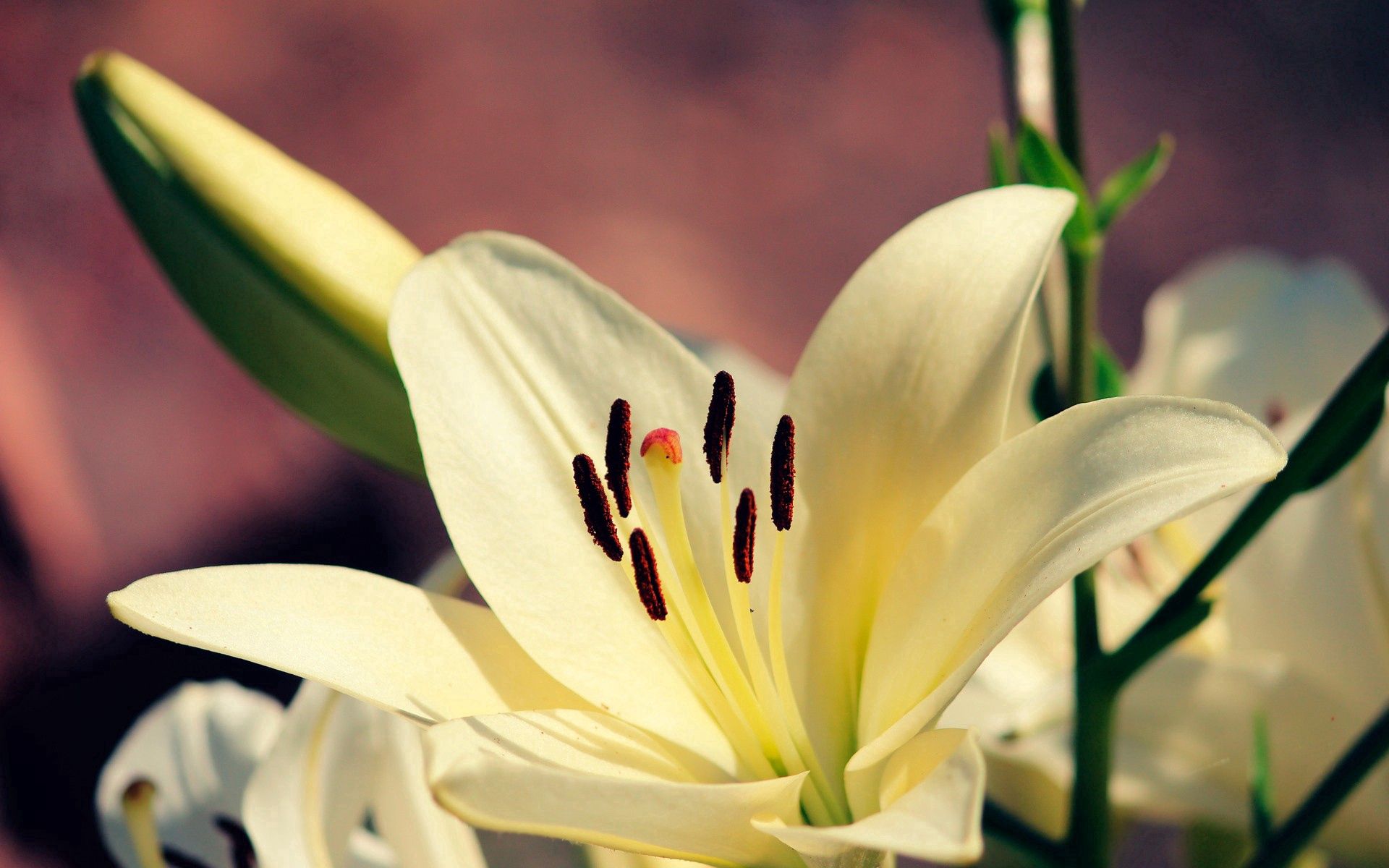 Laden Sie das Makro, Blütenblätter, Lilie, Lily, Pflanze-Bild kostenlos auf Ihren PC-Desktop herunter