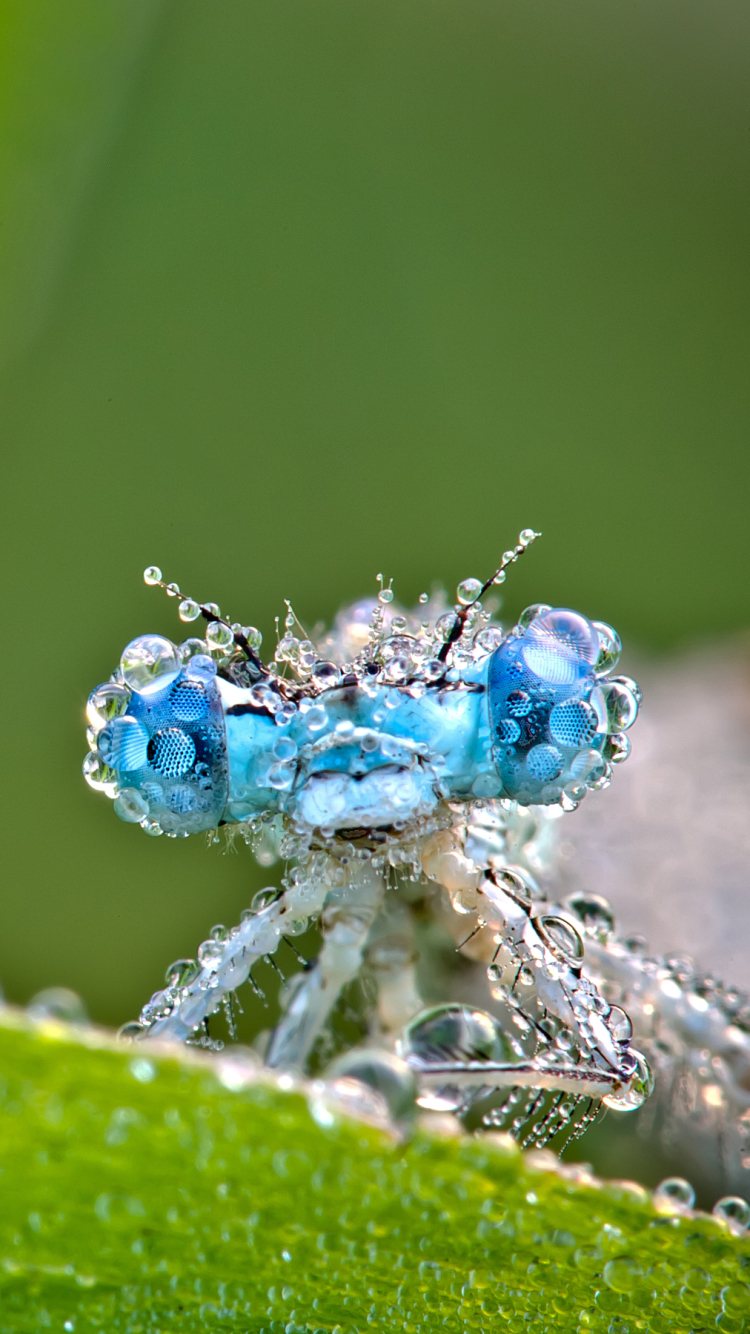 Download mobile wallpaper Close Up, Insect, Animal, Dragonfly, Water Drop for free.