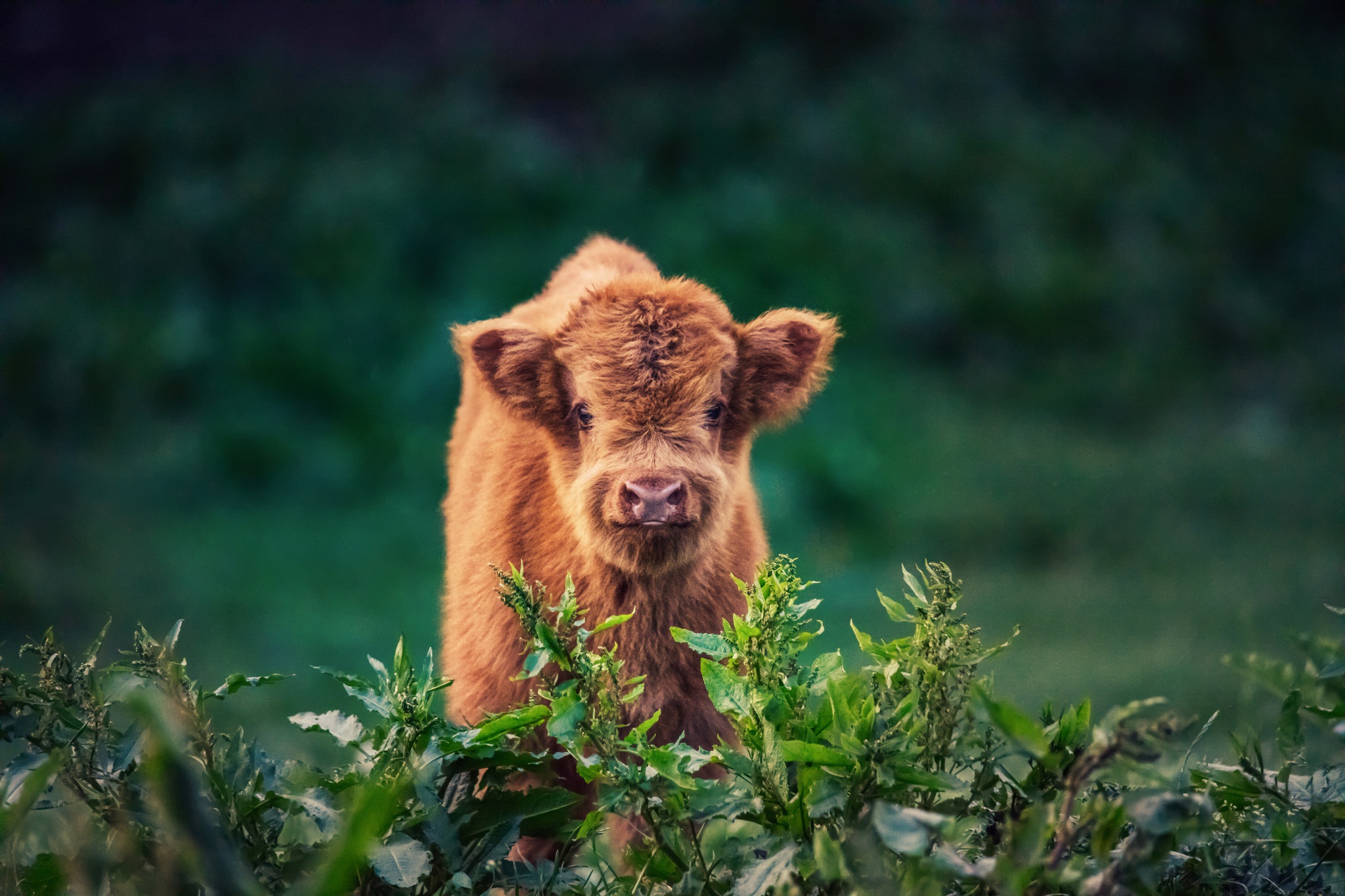 Download mobile wallpaper Animal, Cow, Baby Animal for free.