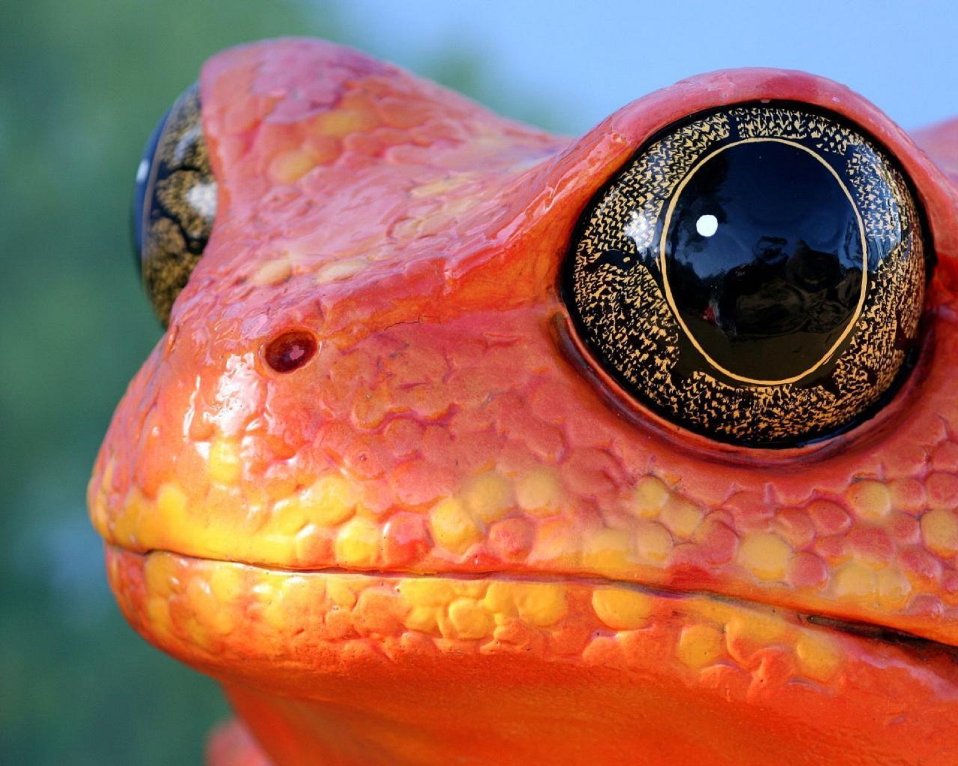 Free download wallpaper Frogs, Frog, Animal on your PC desktop