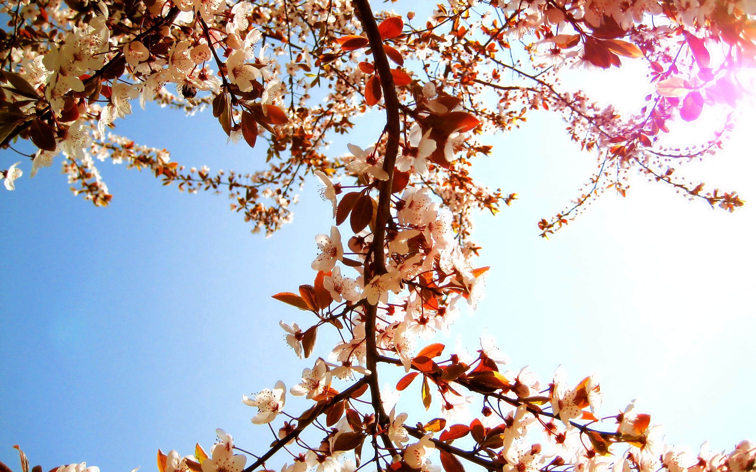 Free download wallpaper Flowers, Sky, Flowering, Mood, Sun, Branch, Bloom, Spring on your PC desktop