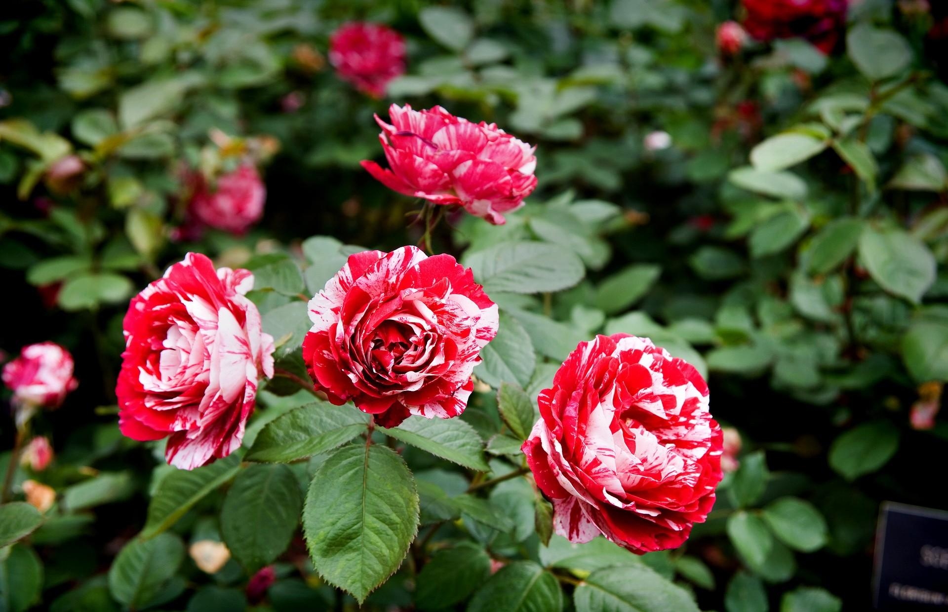 82856 baixar papel de parede flores, rosas, arbusto, jardim, variegado, mosqueado - protetores de tela e imagens gratuitamente
