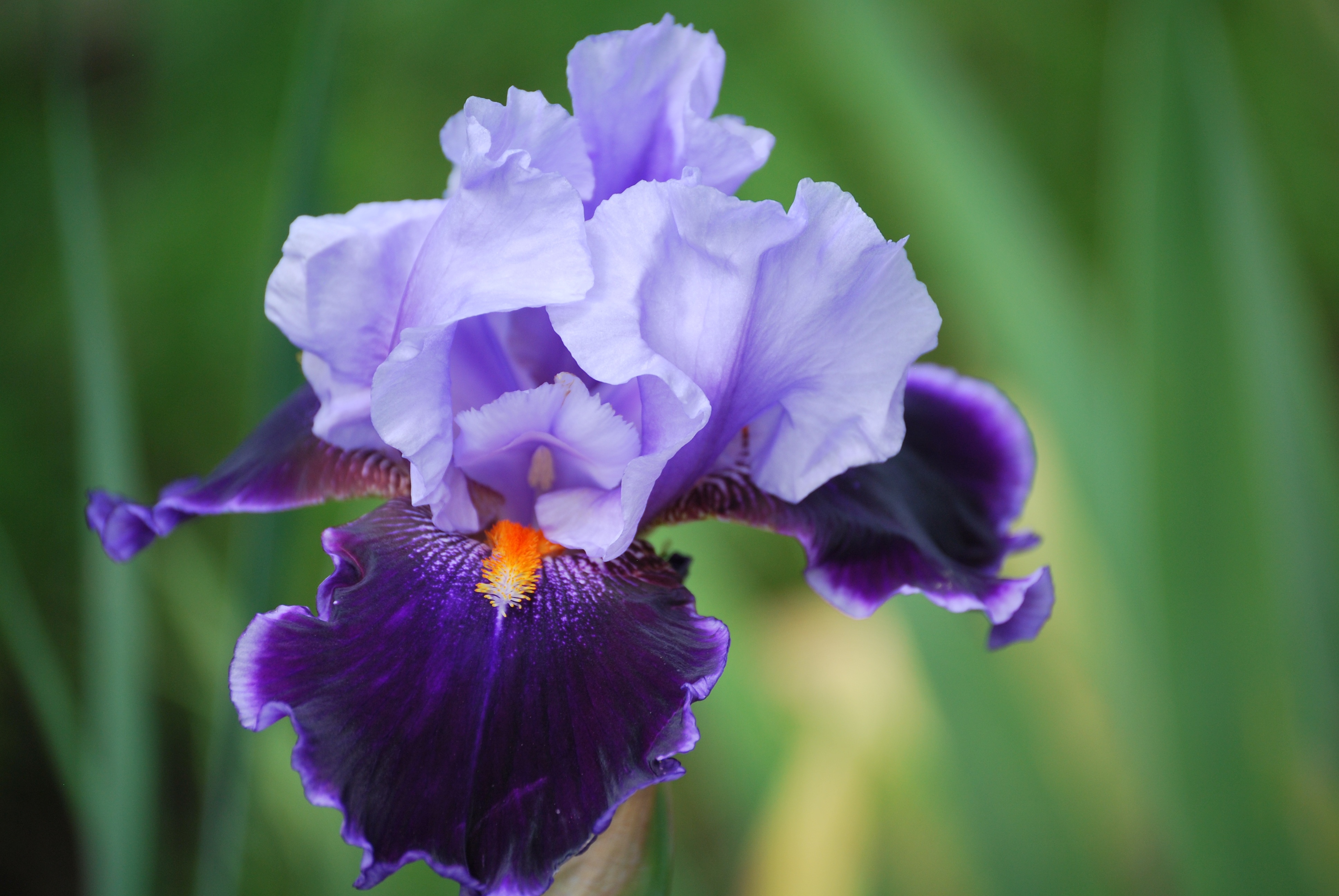 Handy-Wallpaper Iris, Blütenblätter, Makro, Blume kostenlos herunterladen.