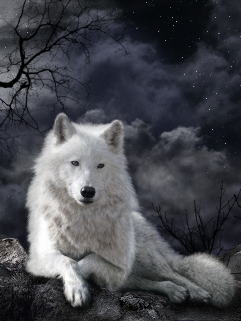 Téléchargez des papiers peints mobile Animaux, Nuit, Loup, Loup Blanc, Wolves gratuitement.
