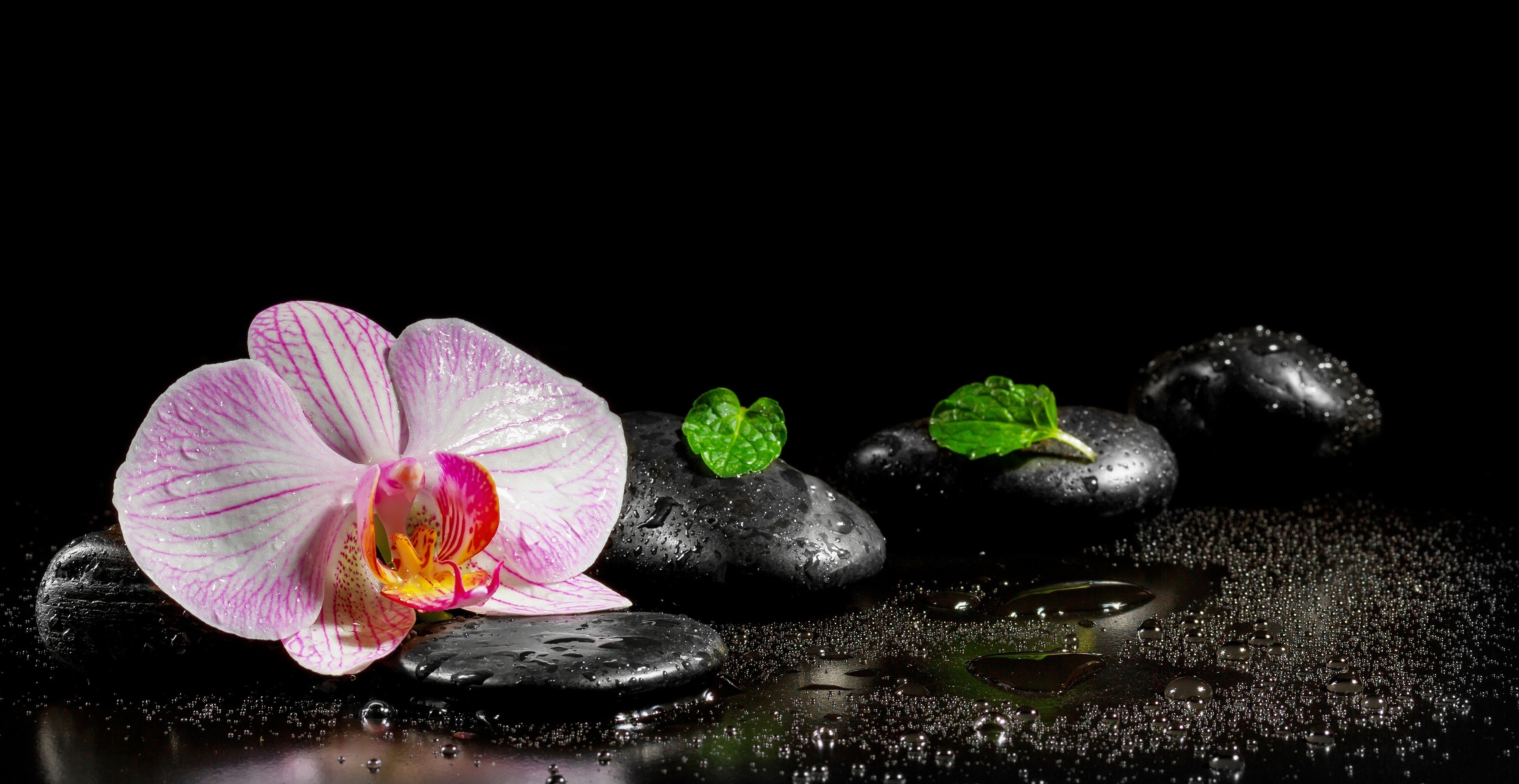 Free download wallpaper Leaf, Orchid, Zen, Religious on your PC desktop
