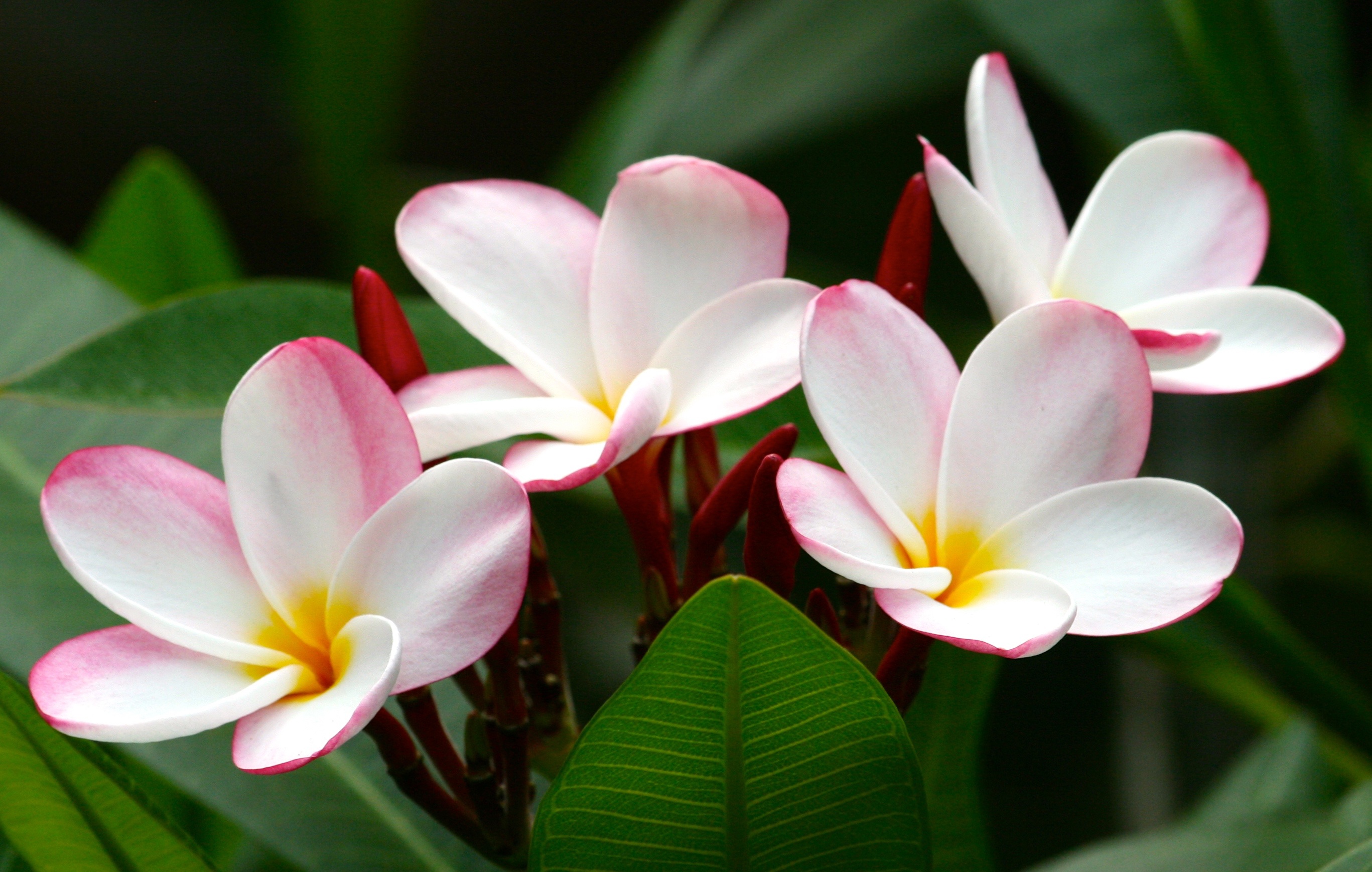 Téléchargez gratuitement l'image Fleurs, Fleur, Plumeria, Frangipanier, La Nature, Terre/nature sur le bureau de votre PC