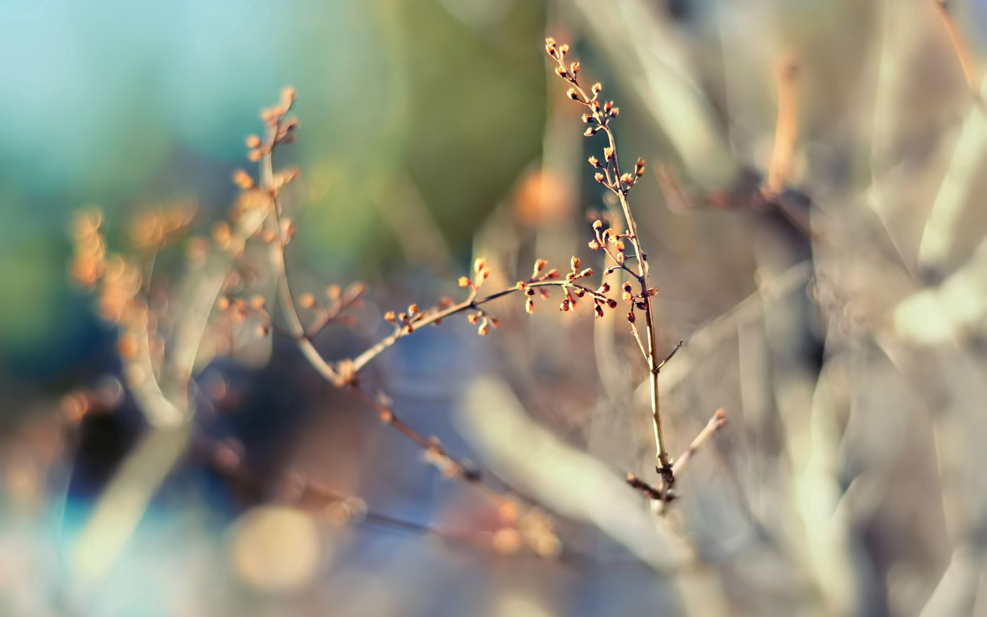 Download mobile wallpaper Glare, Macro, Branch, Spots, Plant, Stains for free.