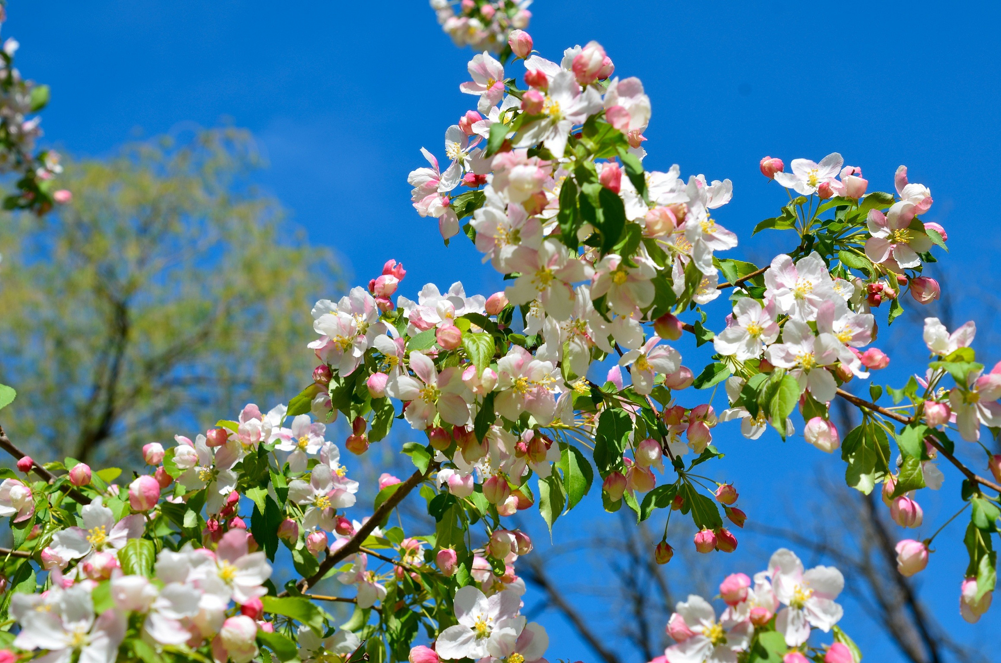 Download mobile wallpaper Branch, Earth, Spring, Blossom, Apple Blossom for free.