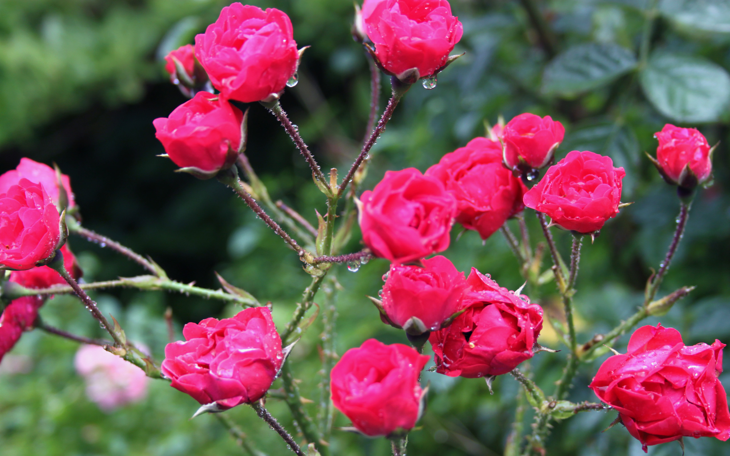 295663 скачать обои красная роза, земля/природа, розовый куст, цветок, флауэрсы - заставки и картинки бесплатно