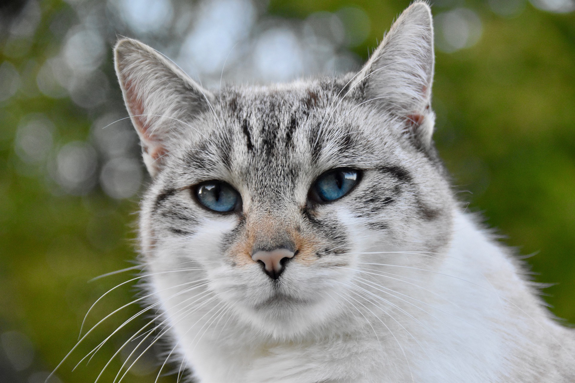 Free download wallpaper Cats, Cat, Animal, Blue Eyes on your PC desktop