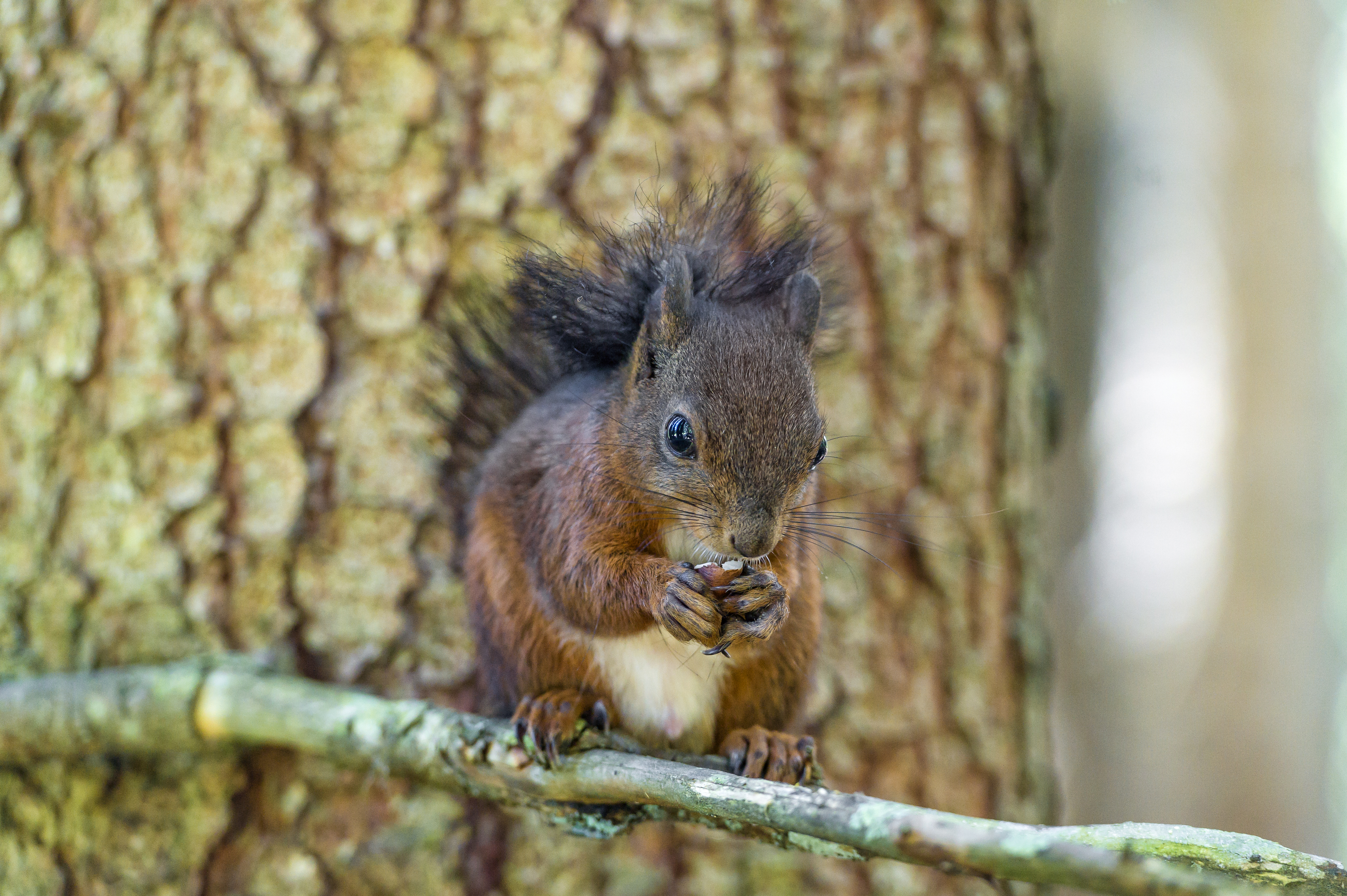 Download mobile wallpaper Squirrel, Tree, Animal, Nut for free.