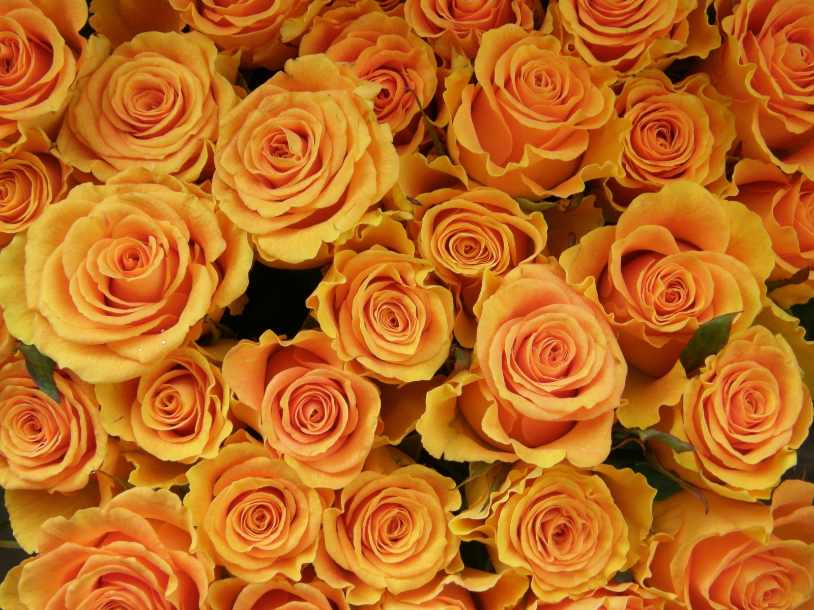 Завантажити шпалери безкоштовно Квіти, Рослини, Фон, Рози картинка на робочий стіл ПК