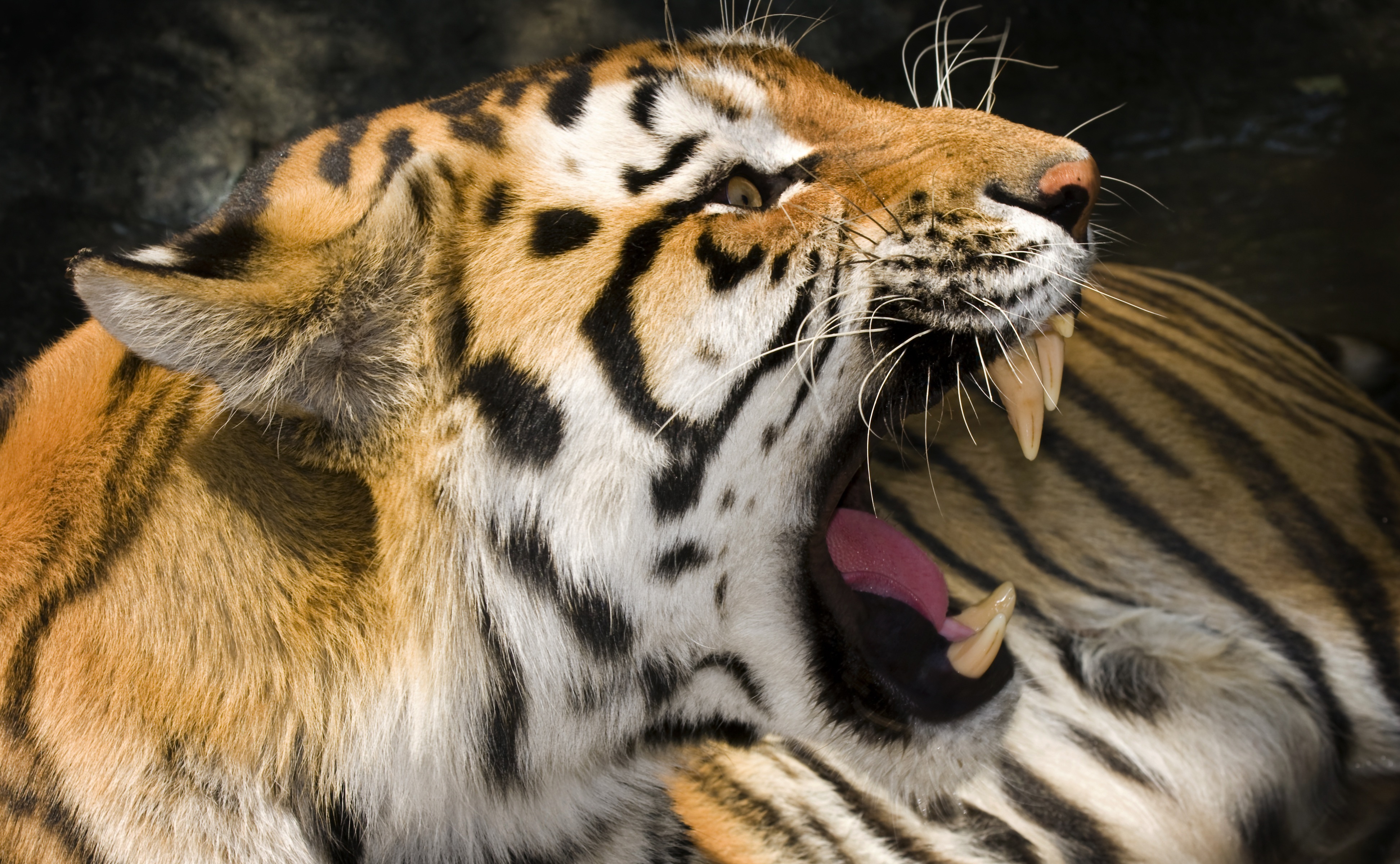 Baixar papel de parede para celular de Animais, Gatos, Tigre gratuito.