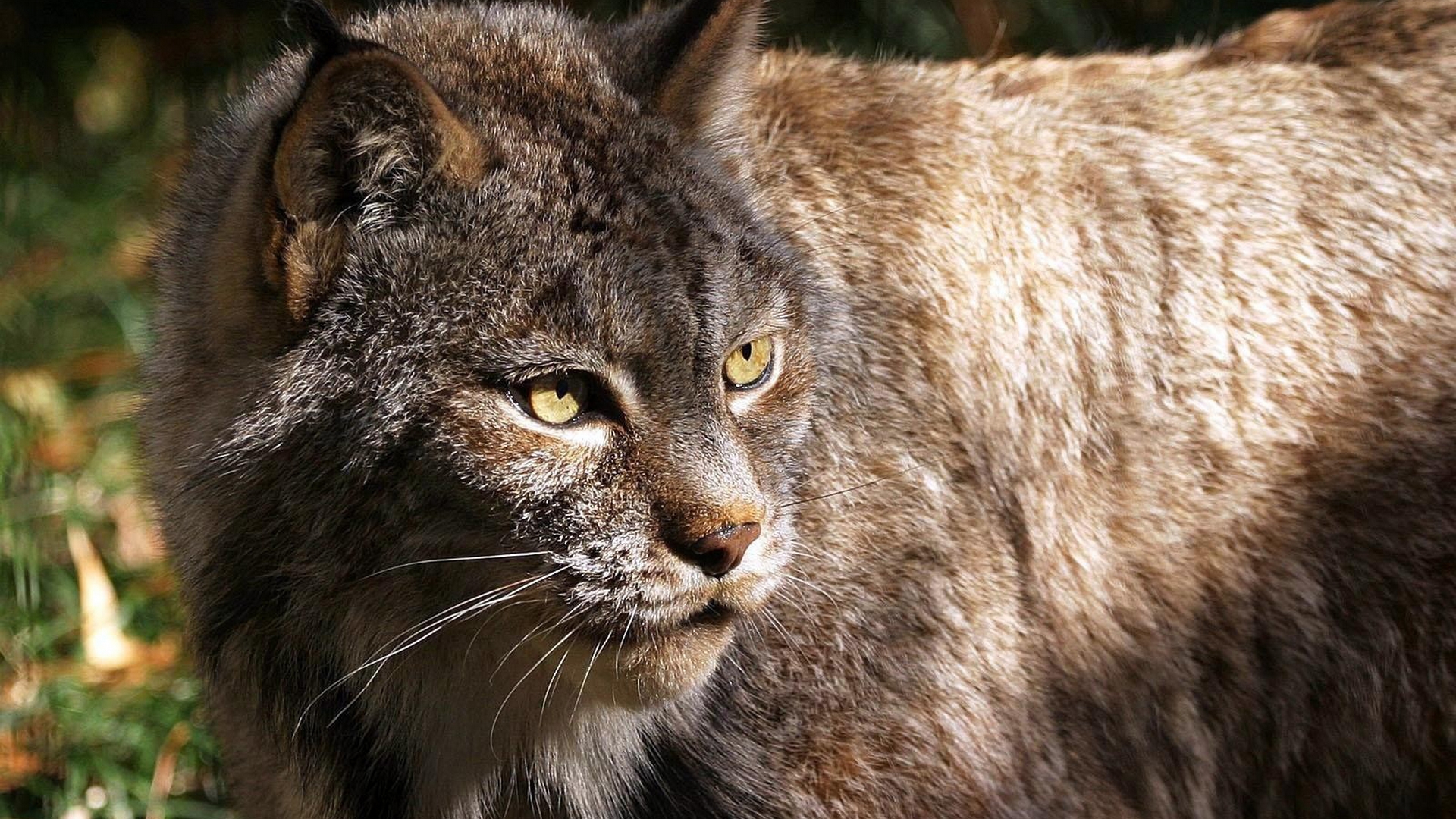 Handy-Wallpaper Luchs, Katzen, Tiere kostenlos herunterladen.