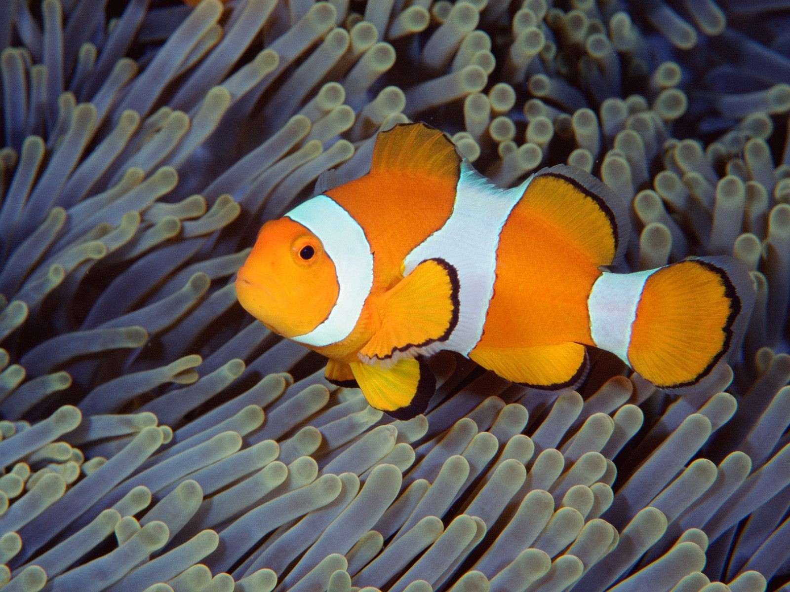 Download mobile wallpaper Sea, Fishes, Ocean, Animal, Fish, Underwater, Clownfish for free.
