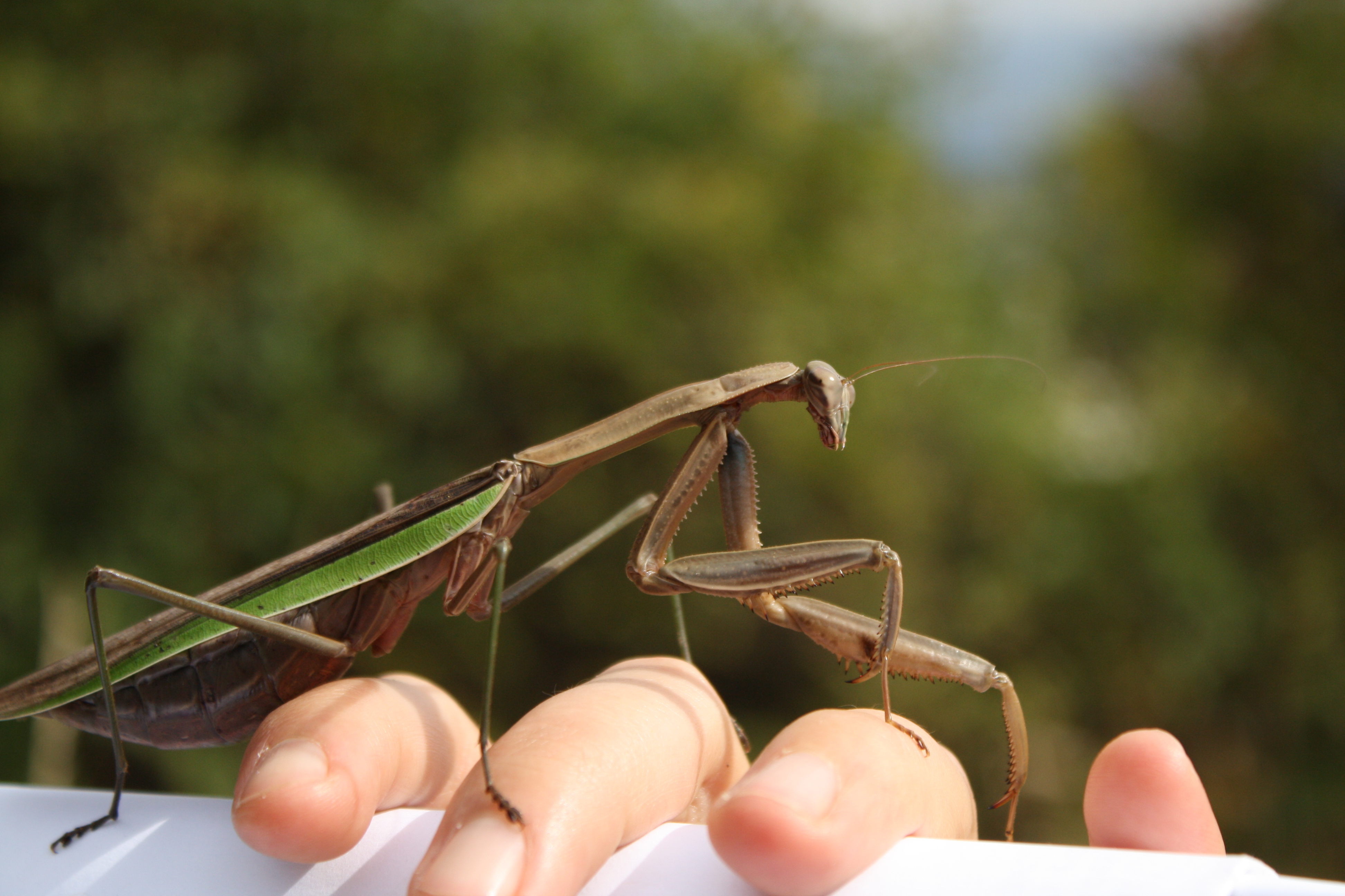 Download mobile wallpaper Praying Mantis, Insects, Animal for free.