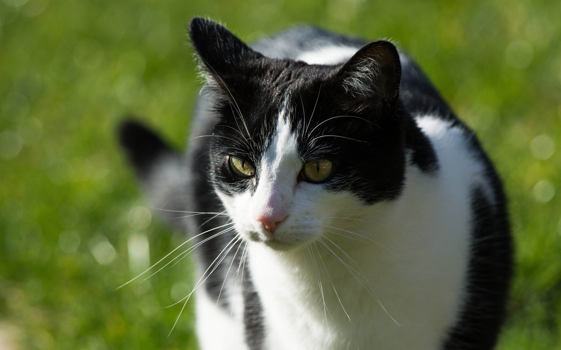 Baixe gratuitamente a imagem Gato, Gatos, Animais na área de trabalho do seu PC