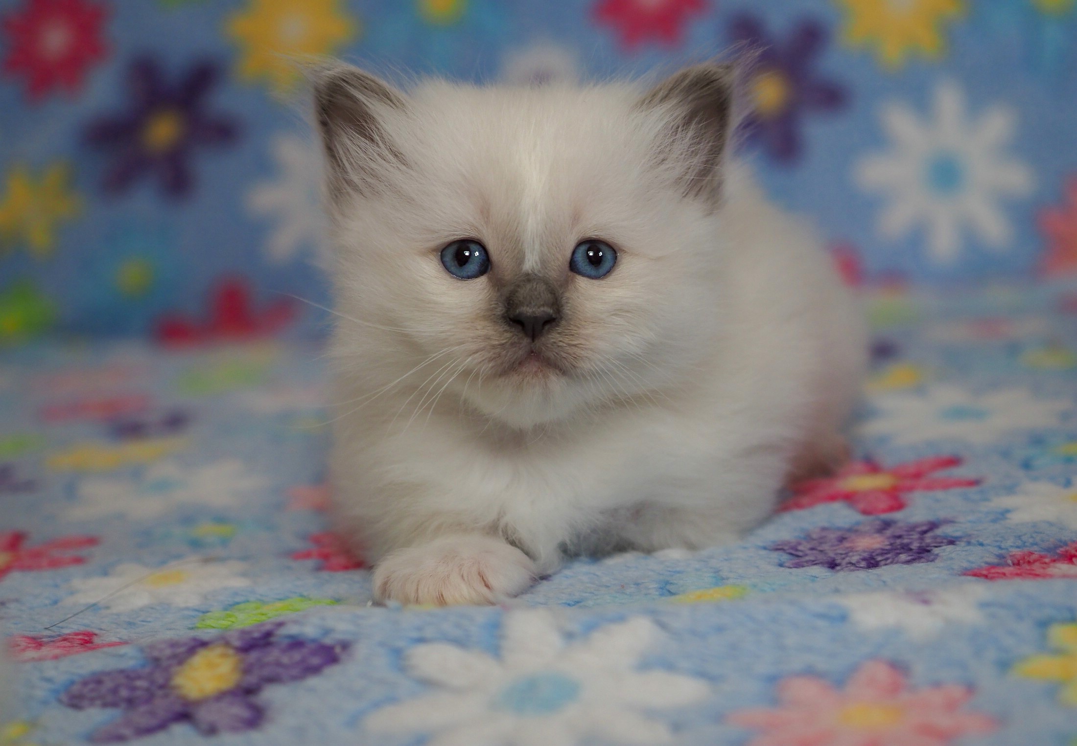 無料モバイル壁紙動物, ネコ, 猫, 子猫, 赤ちゃん動物, 見詰めるをダウンロードします。