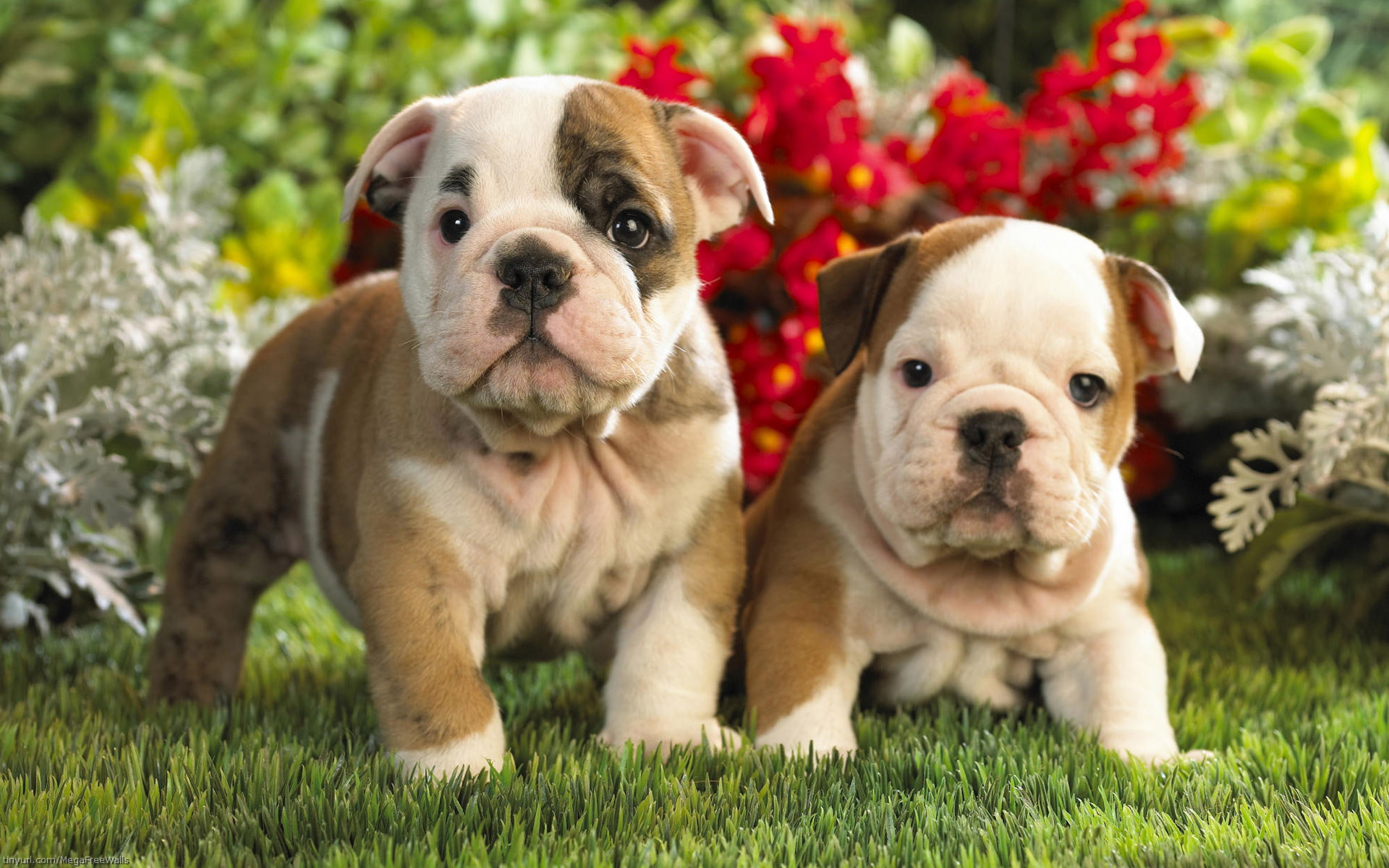 263218 Bild herunterladen tiere, englische bulldogge, bulldogge, süß, hund, welpen, hunde - Hintergrundbilder und Bildschirmschoner kostenlos