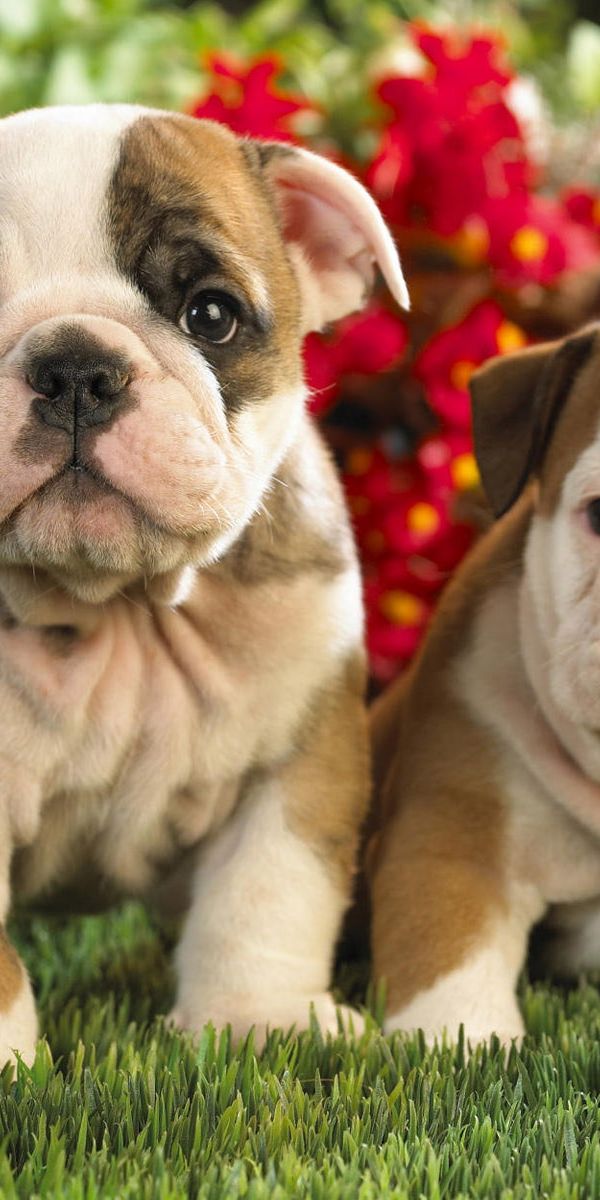 Free English Bulldog 4K Wallpapers & Desktop HD Backgrounds for PC