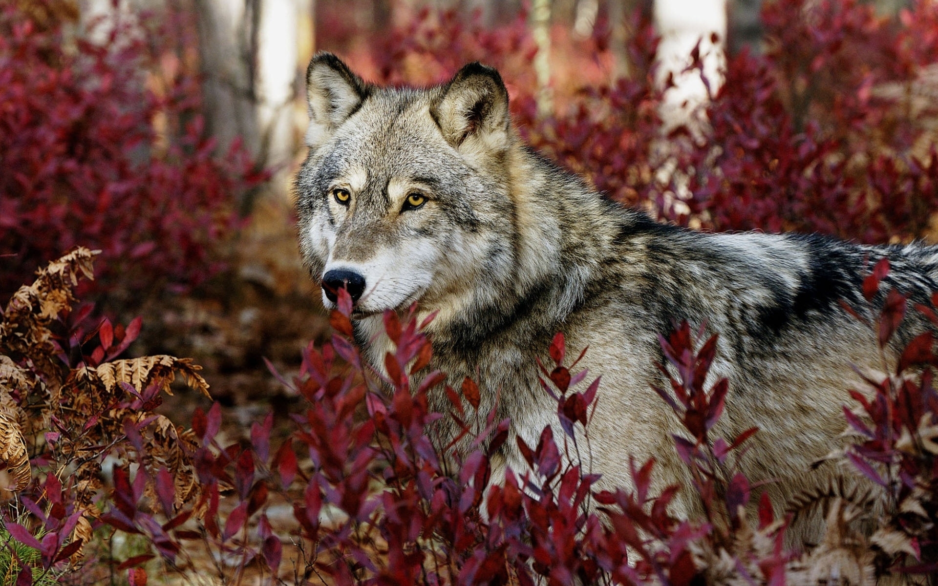 30015 Bild herunterladen wölfe, tiere - Hintergrundbilder und Bildschirmschoner kostenlos