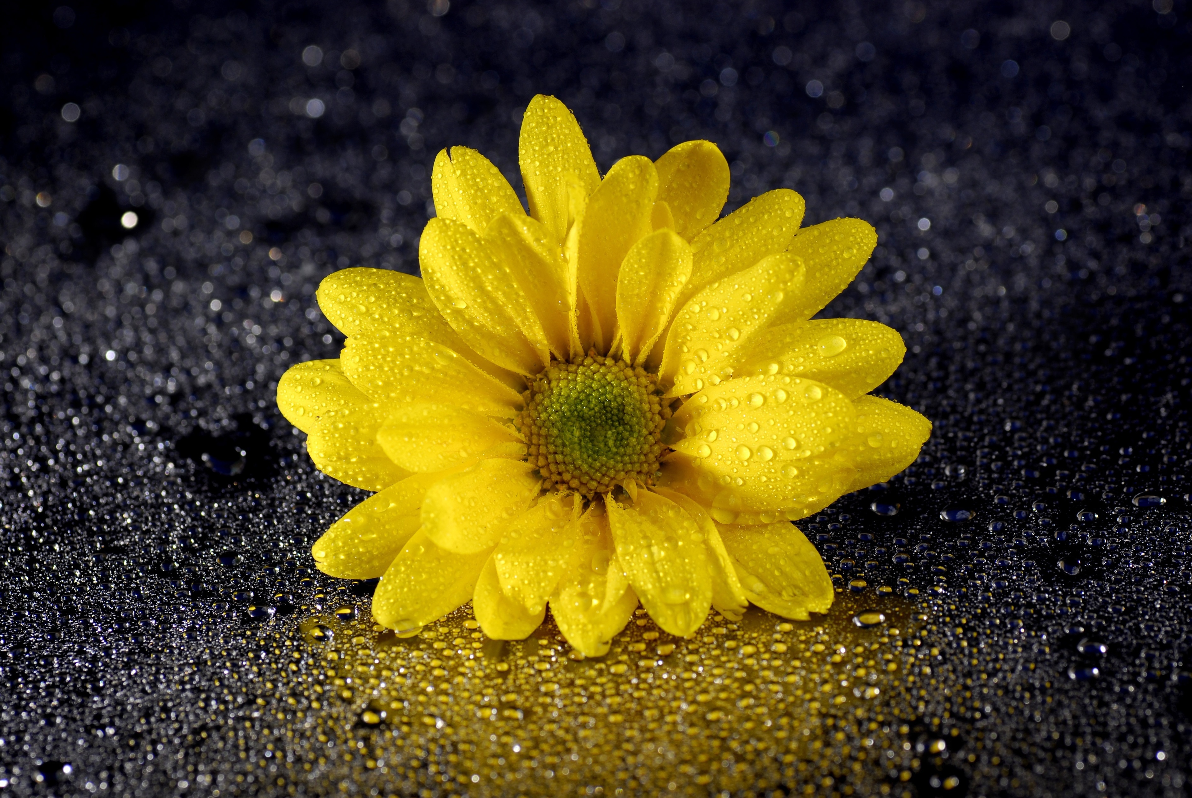 無料モバイル壁紙フラワーズ, 花, 地球, デイジー, 黄色い花, 水滴をダウンロードします。