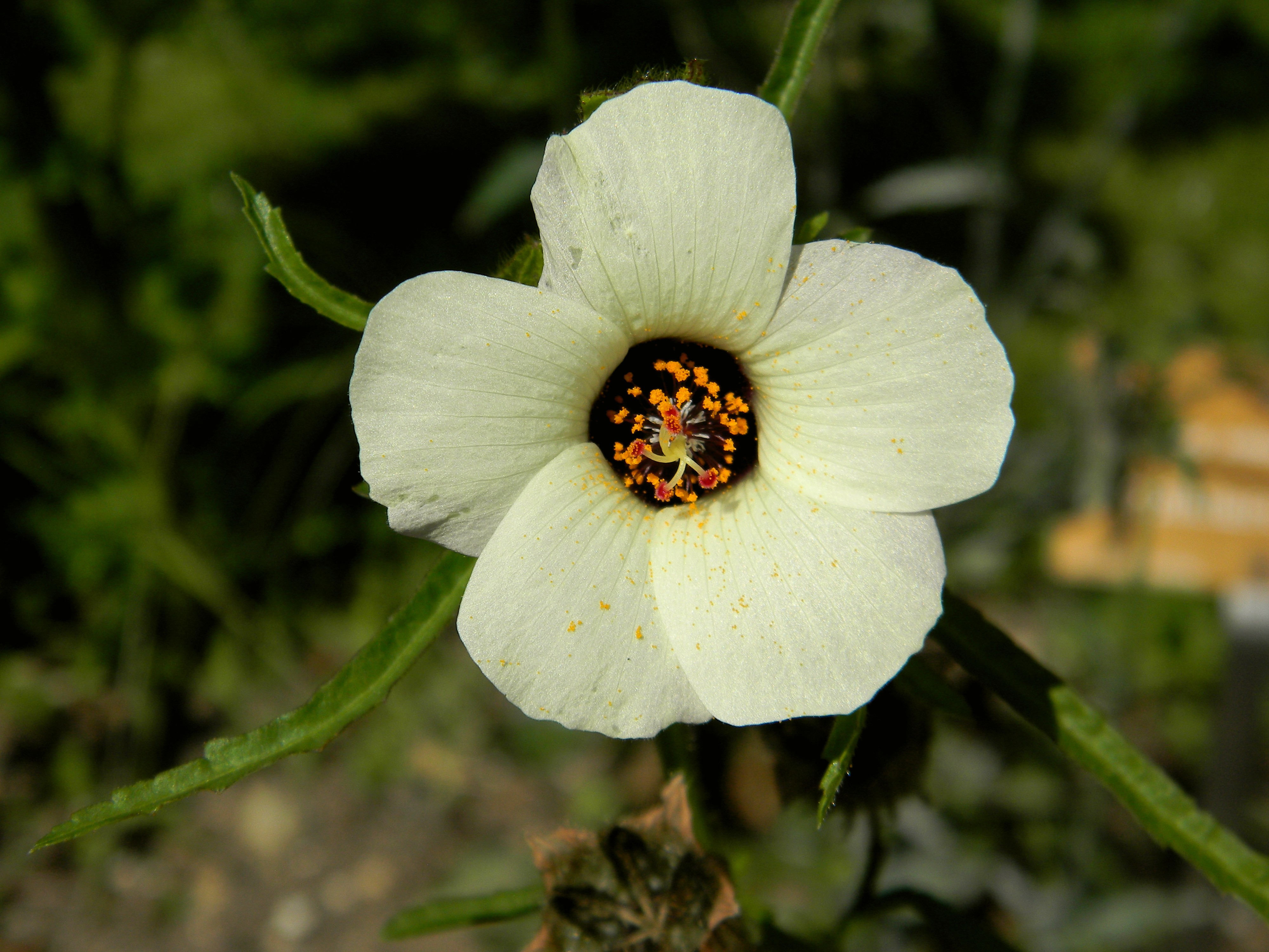 Téléchargez gratuitement l'image Fleurs, Fleur, Terre/nature sur le bureau de votre PC