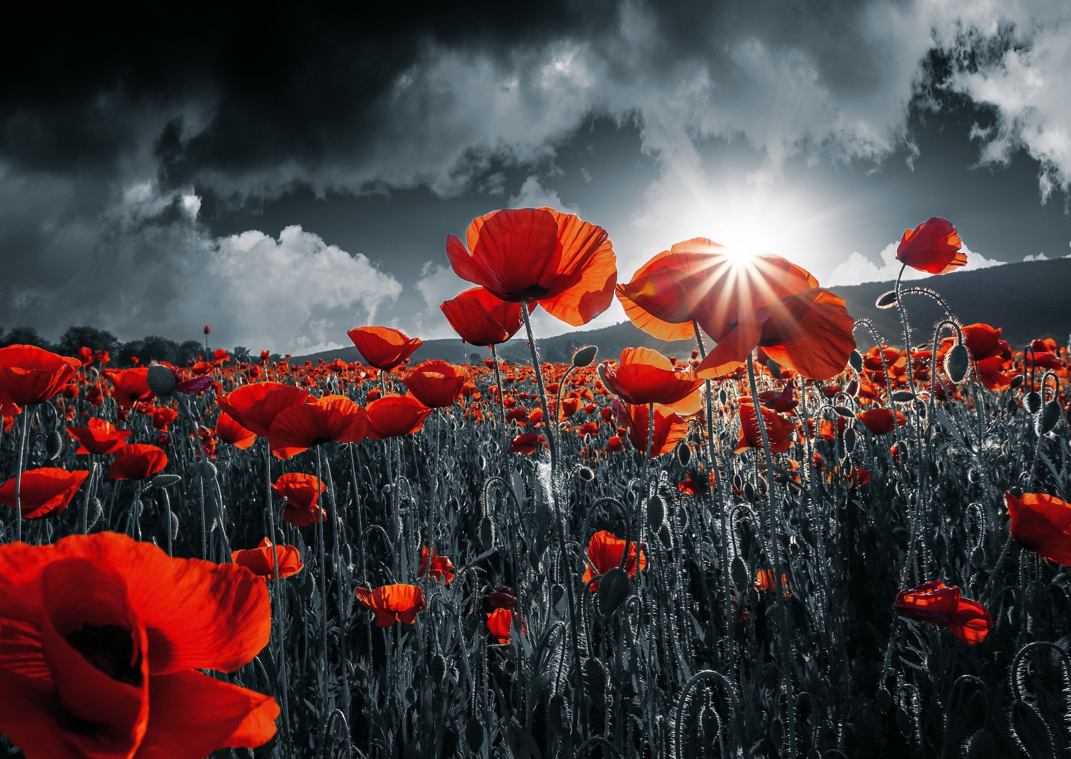 Laden Sie das Blumen, Mohn, Rote Blume, Erde/natur-Bild kostenlos auf Ihren PC-Desktop herunter