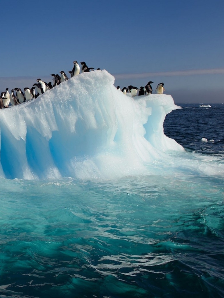 Baixar papel de parede para celular de Animais, Aves, Pássaro, Pinguim gratuito.