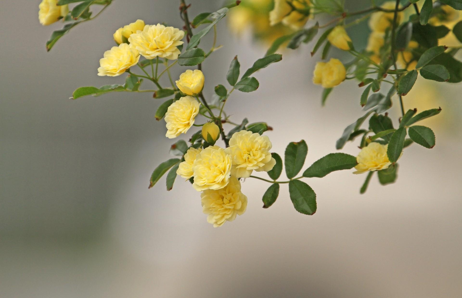 131773 descargar imagen flores, roses, arbusto, amarillo, borrosidad, suave, rama, arbustos: fondos de pantalla y protectores de pantalla gratis