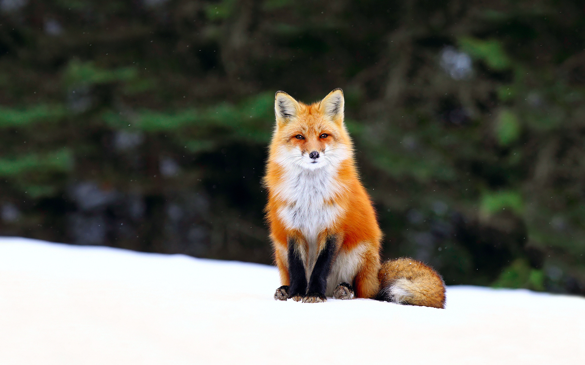 1503573 скачать обои рыжая лиса, лиса, животные, глубина резкости, снег - заставки и картинки бесплатно