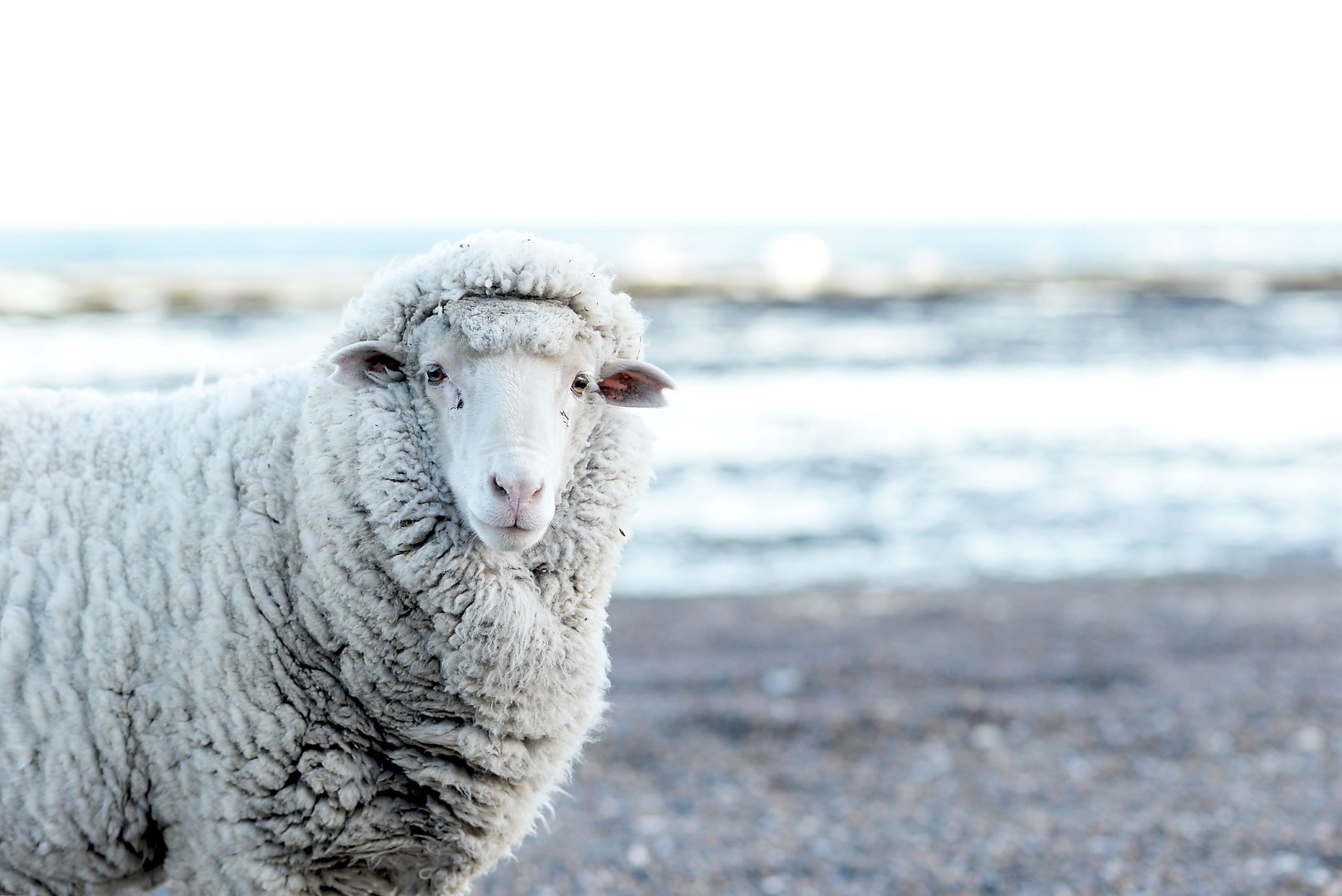 無料モバイル壁紙動物, 羊, 被写界深度をダウンロードします。
