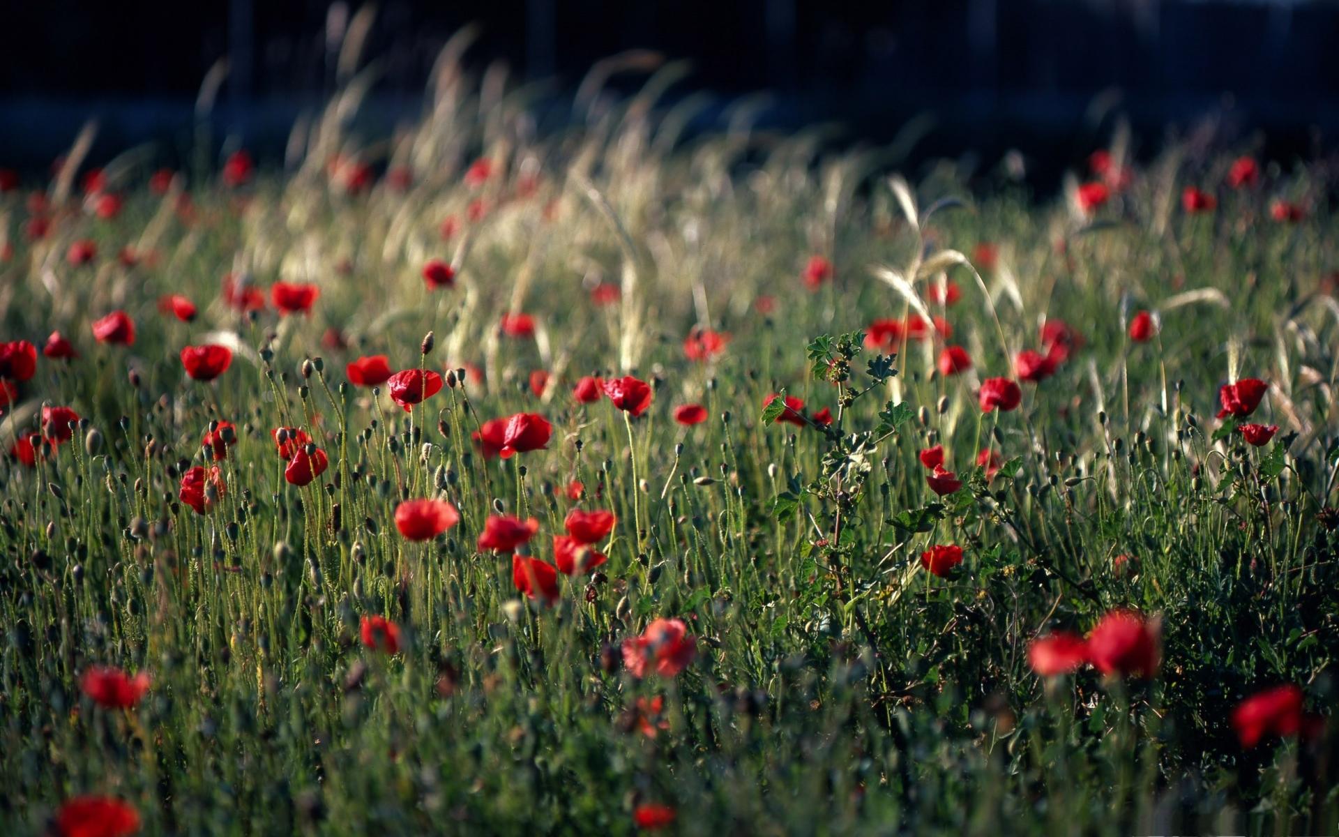 Download mobile wallpaper Poppy, Flowers, Earth for free.