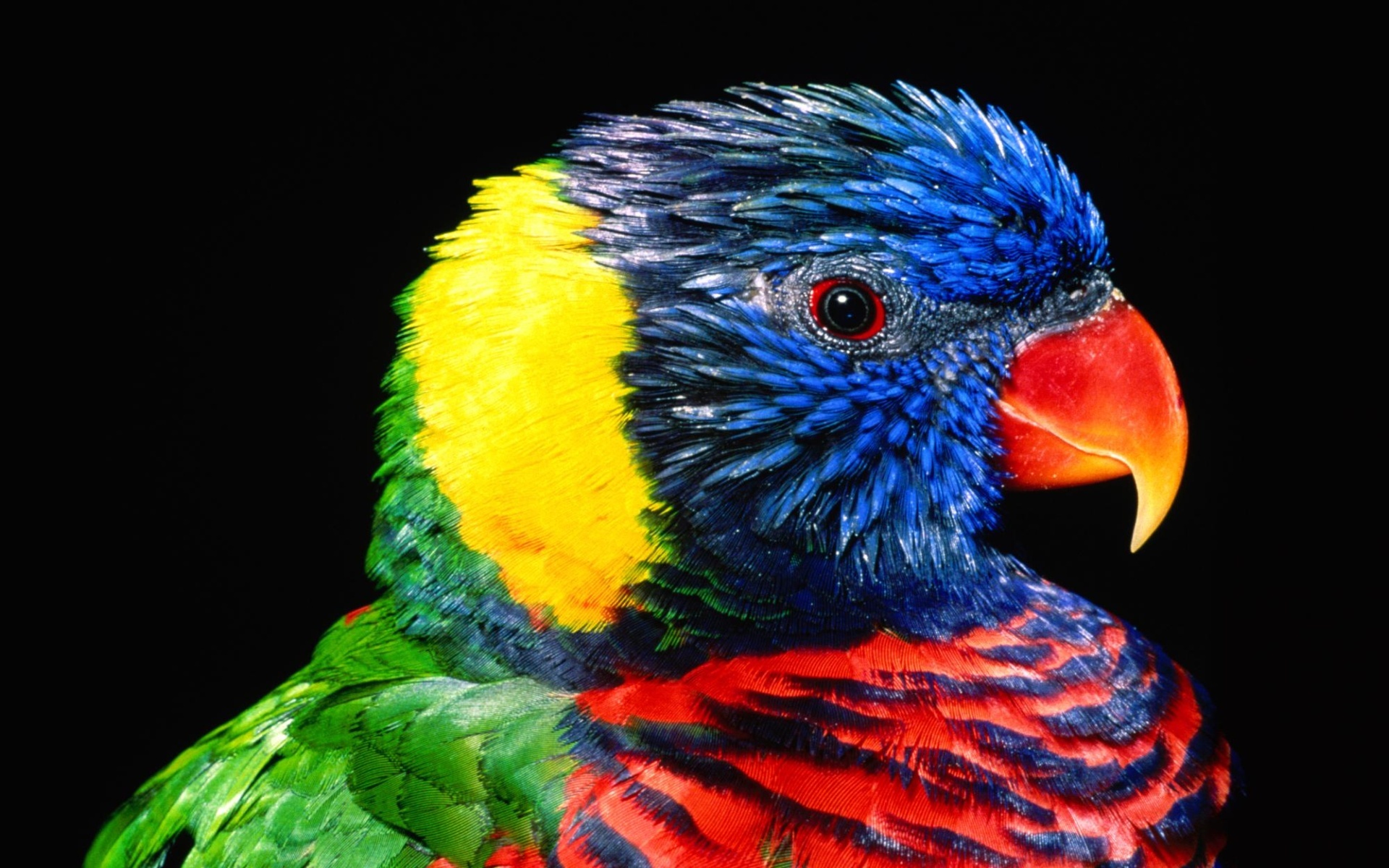 Laden Sie das Tiere, Vögel, Allfarblori-Bild kostenlos auf Ihren PC-Desktop herunter