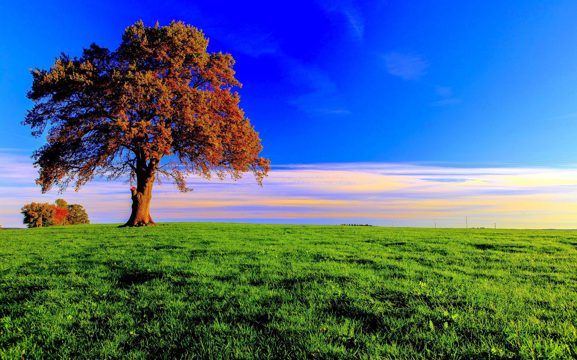 Скачать картинку Деревья, Осень, Дерево, Поле, Зеленый, Земля/природа в телефон бесплатно.