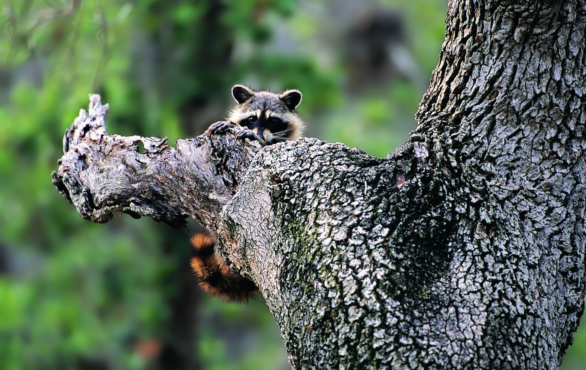 Free download wallpaper Wood, Tree, Muzzle, Climb, Raccoon, Animals on your PC desktop