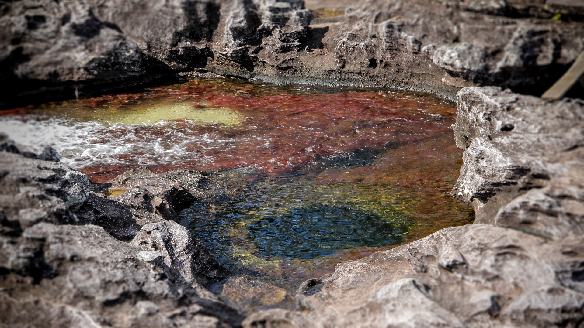 641146 Hintergrundbild herunterladen erde/natur, caño cristales - Bildschirmschoner und Bilder kostenlos