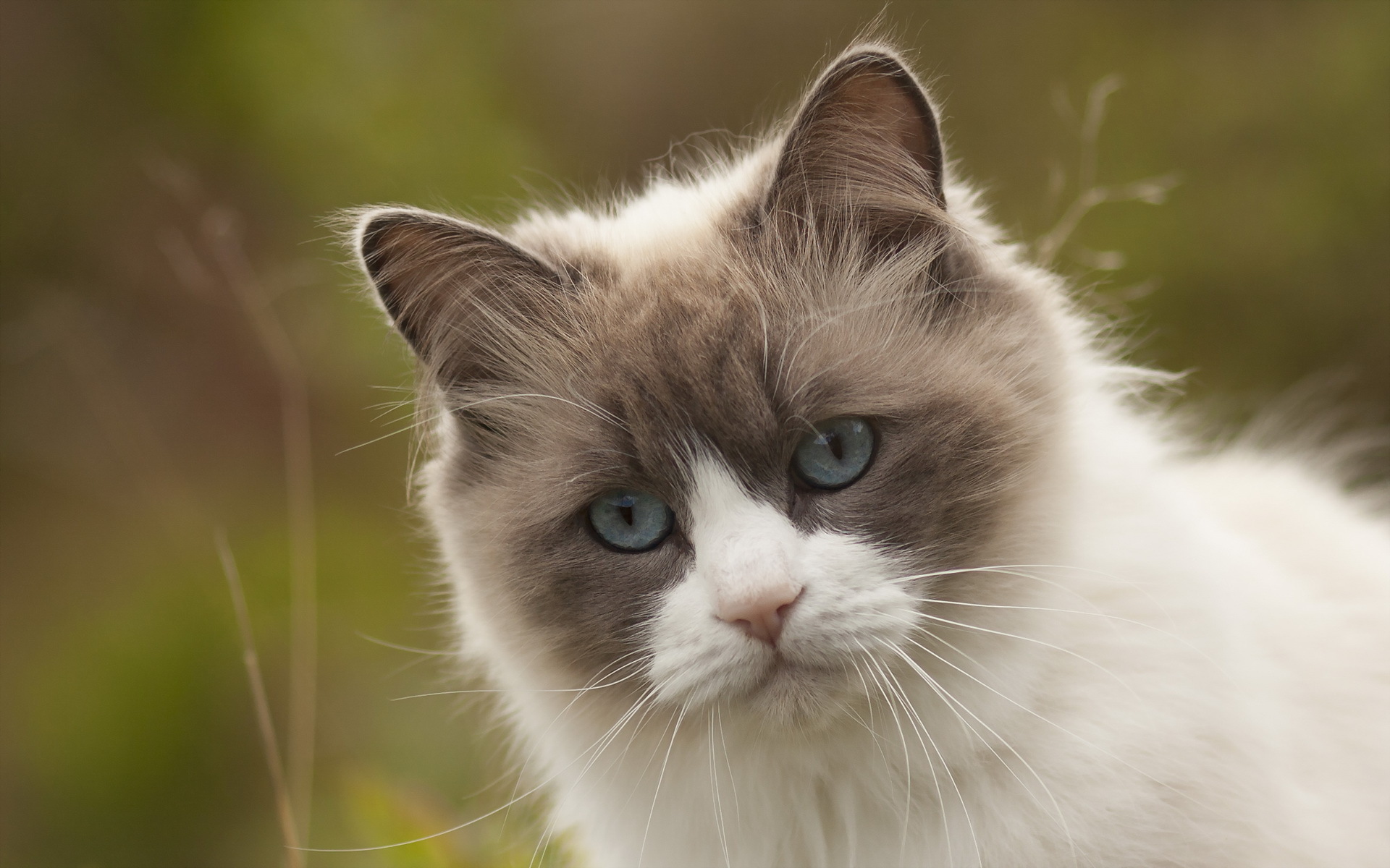 Baixar papel de parede para celular de Animais, Gatos, Gato gratuito.