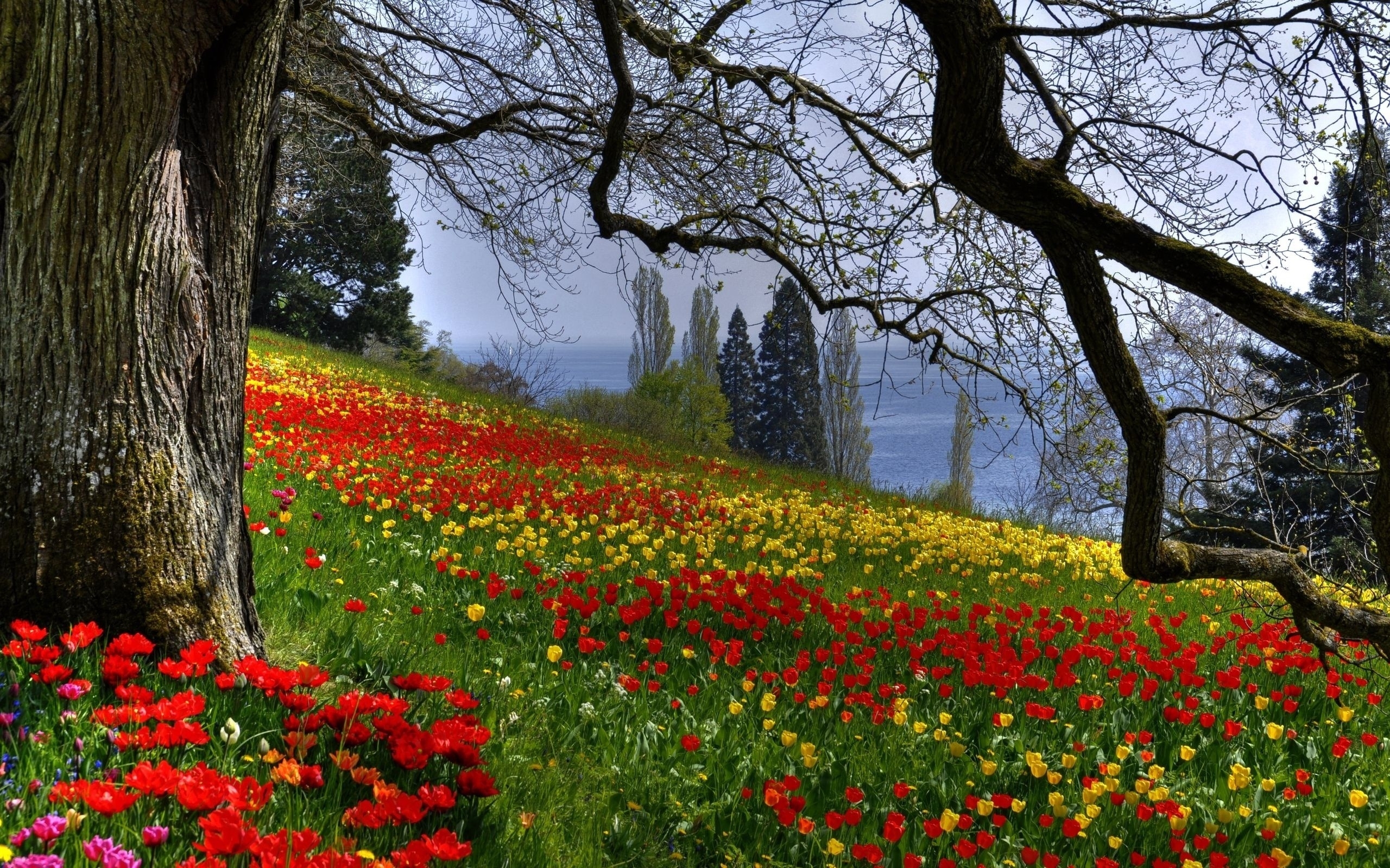 Download mobile wallpaper Landscape, Trees, Flowers for free.