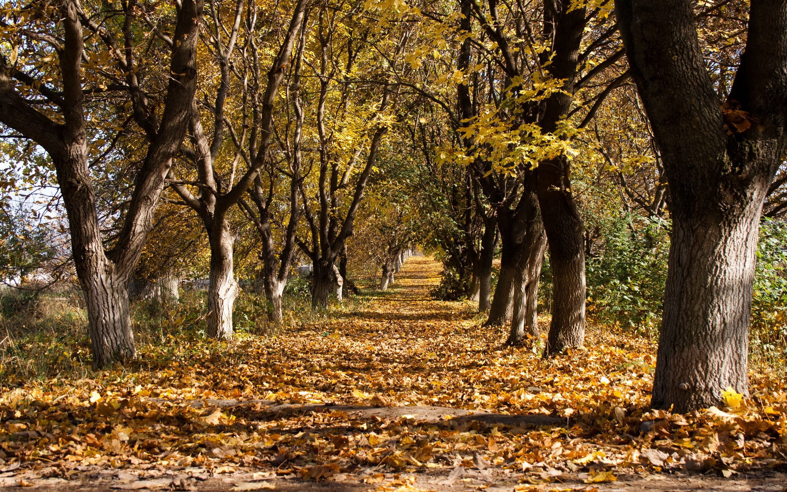 trunks, nature, trees, autumn, leaf fall, fall, path, trail, rows, ranks, october, withering