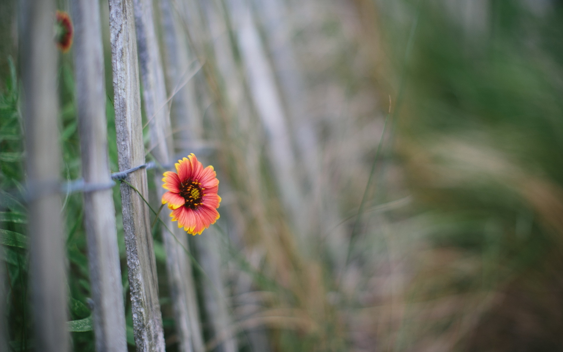 Free download wallpaper Flowers, Flower, Earth on your PC desktop