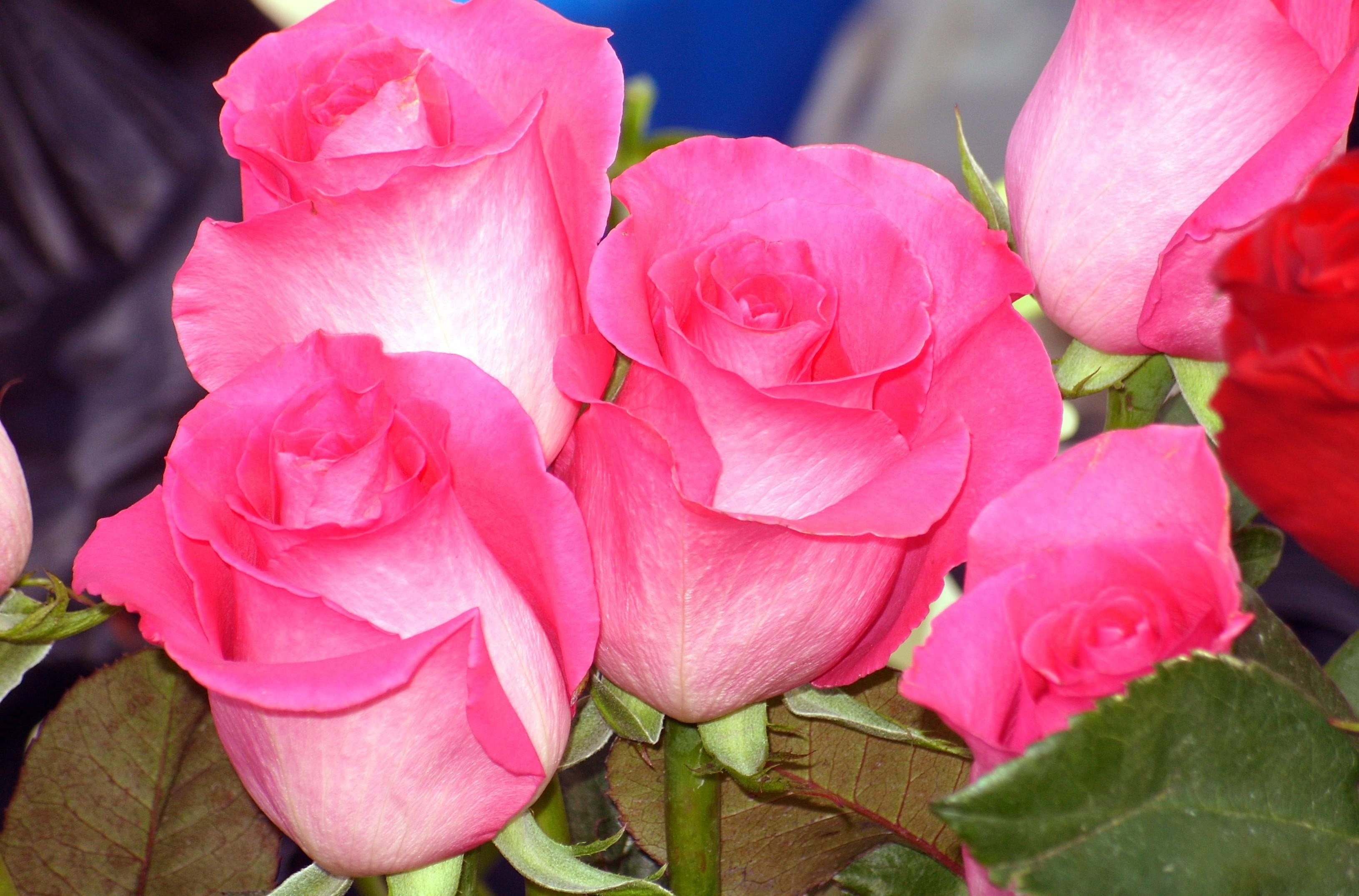 Descarga gratis la imagen Flores, Roses, Rosa, De Cerca, Ramo, Cogollos, Primer Plano, Brotes, Rosado en el escritorio de tu PC