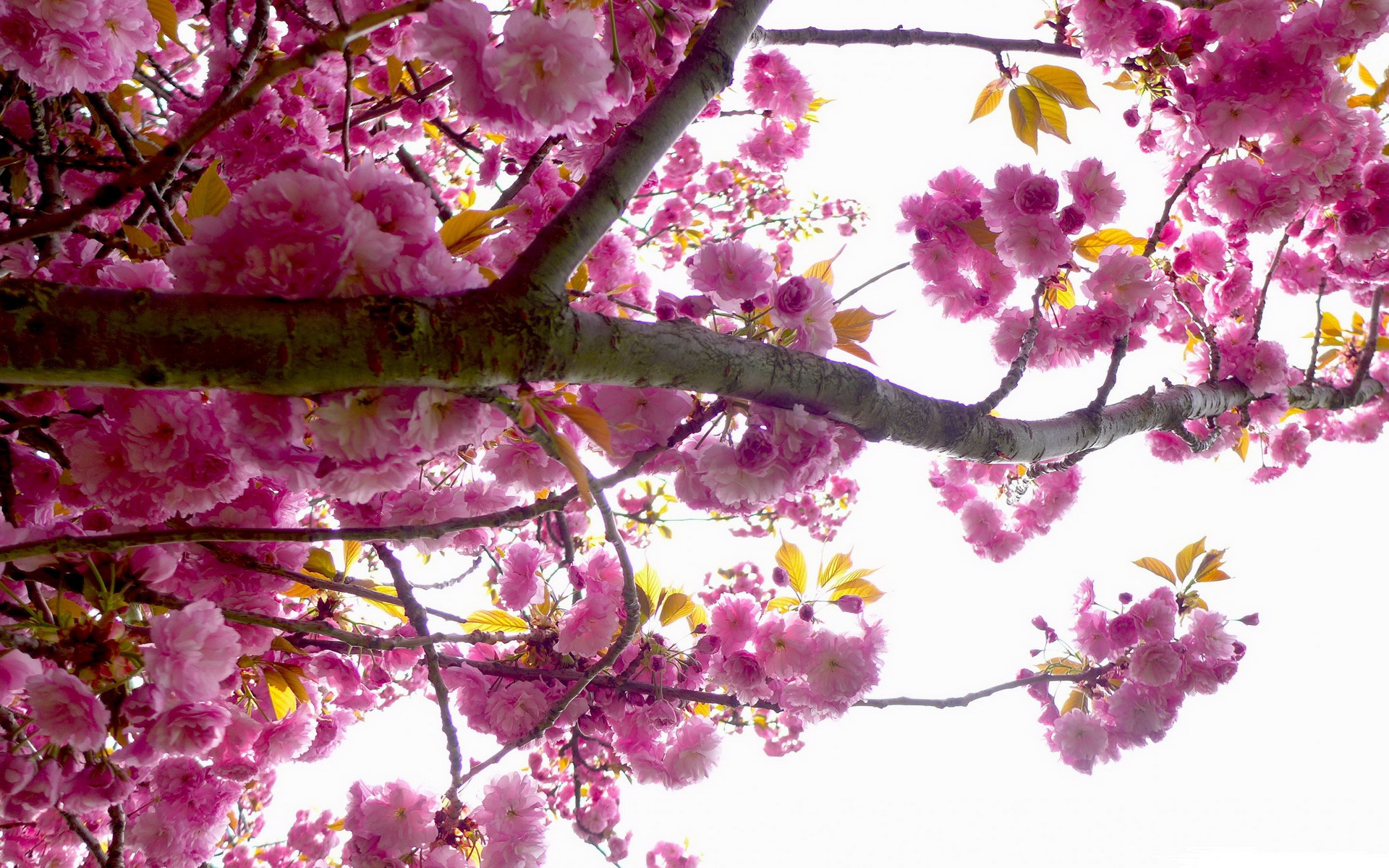 Free download wallpaper Flowers, Earth, Blossom on your PC desktop