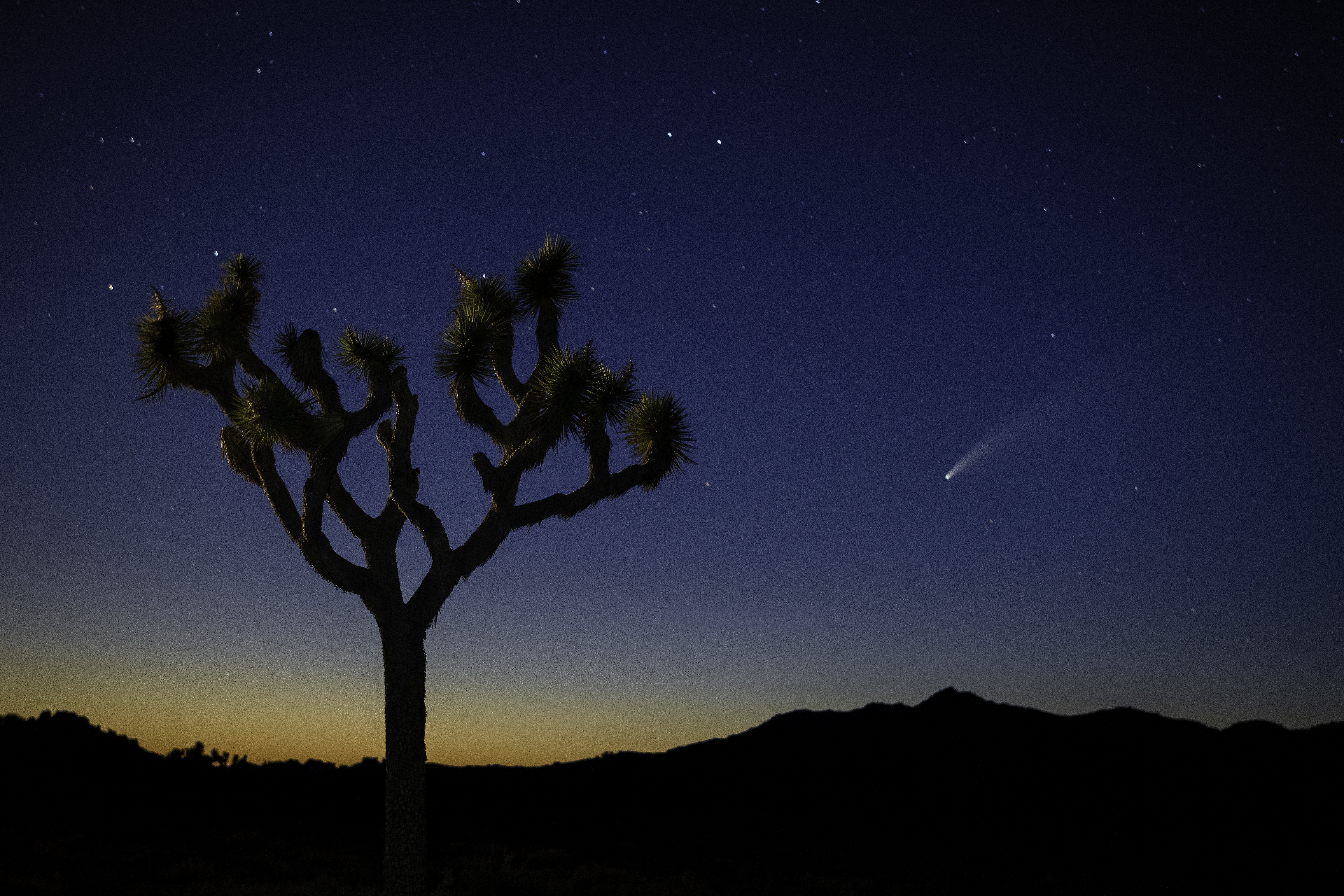 Download mobile wallpaper Wood, Tree, Starry Sky, Night, Desert, Nature for free.