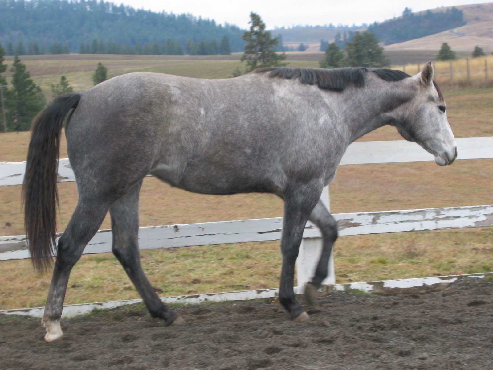 609304 télécharger le fond d'écran animaux, cheval, brumby - économiseurs d'écran et images gratuitement