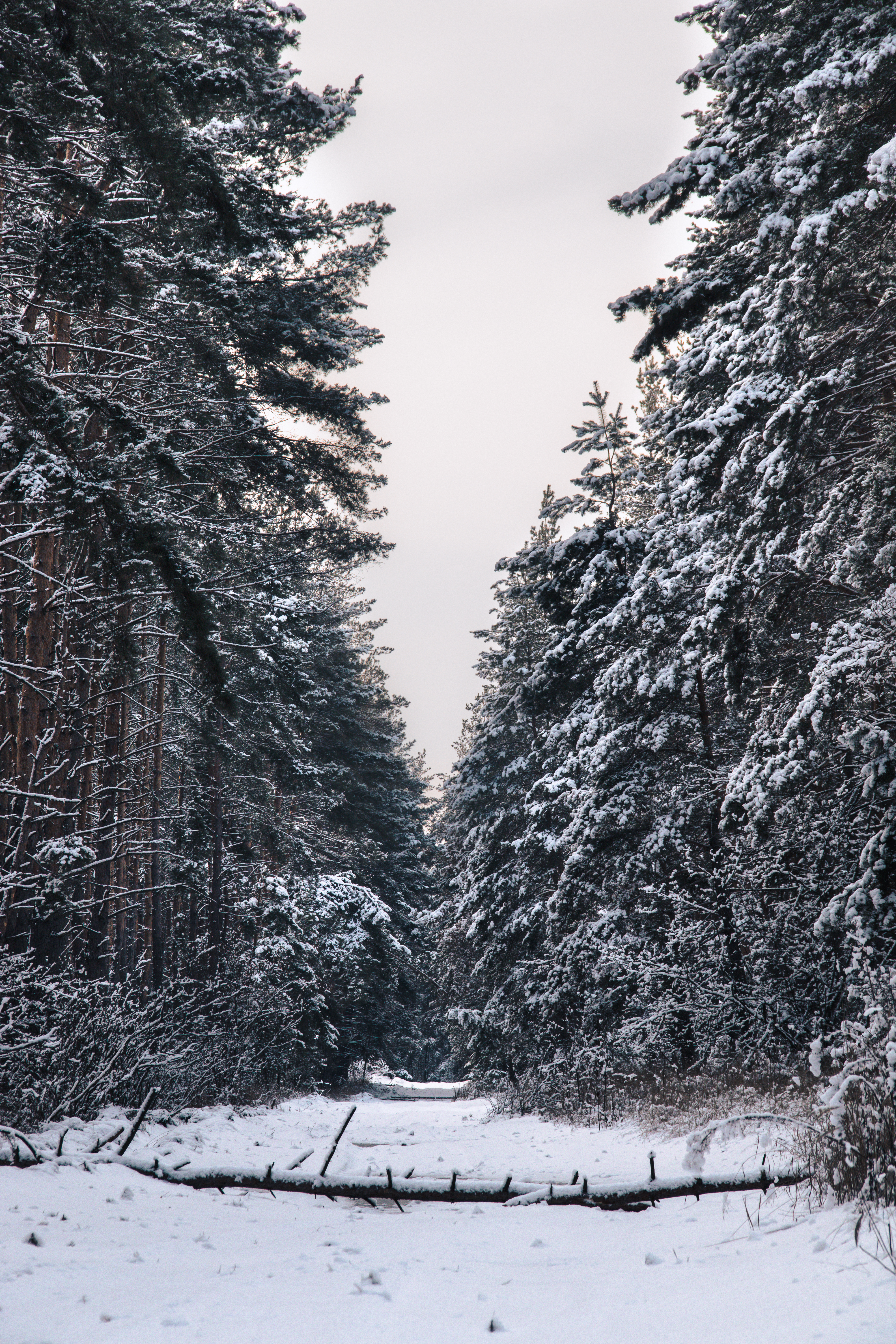 Download mobile wallpaper Winter, Snow, Forest, Trees, Nature for free.