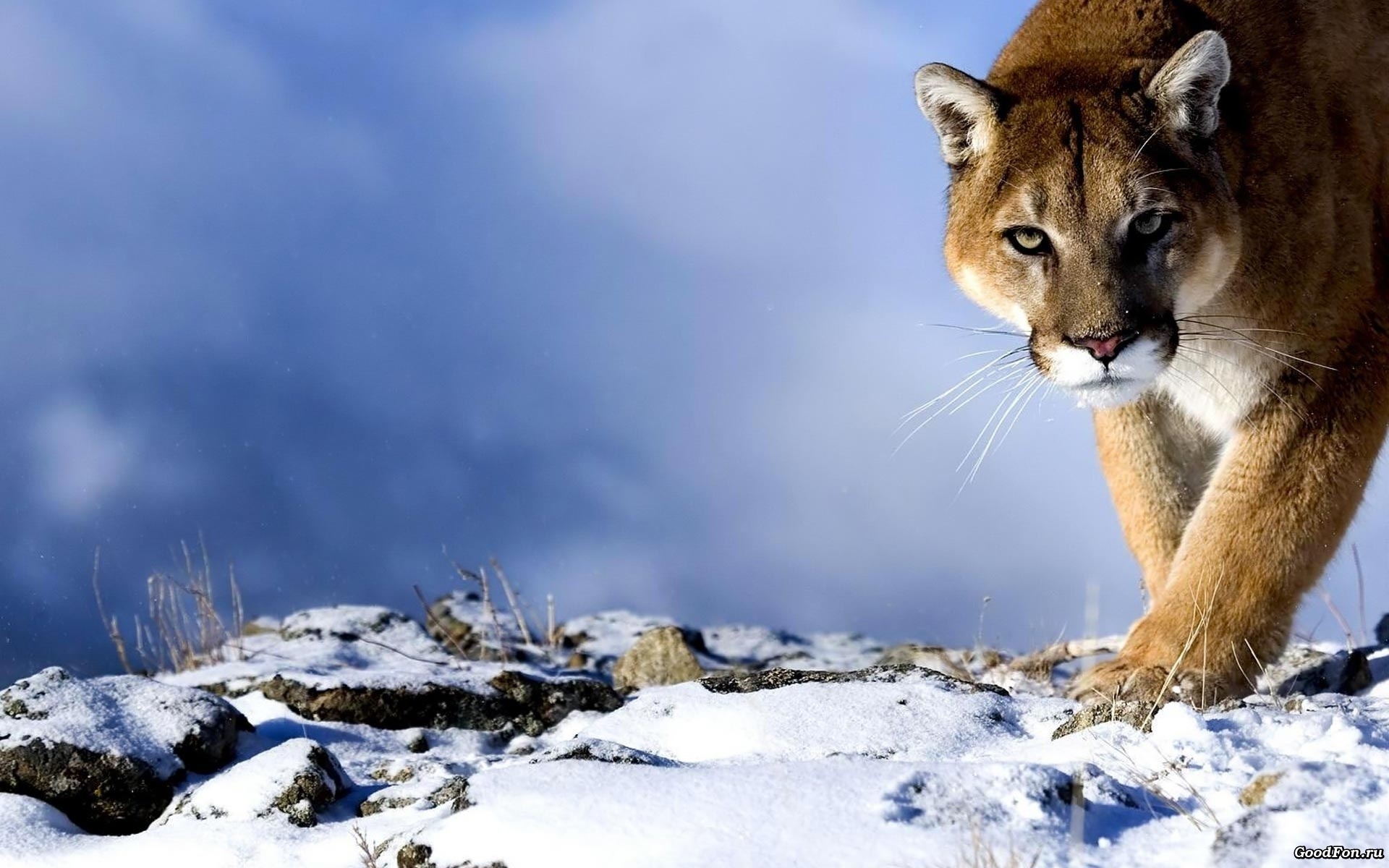 Free download wallpaper Animals, Snow, Puma on your PC desktop