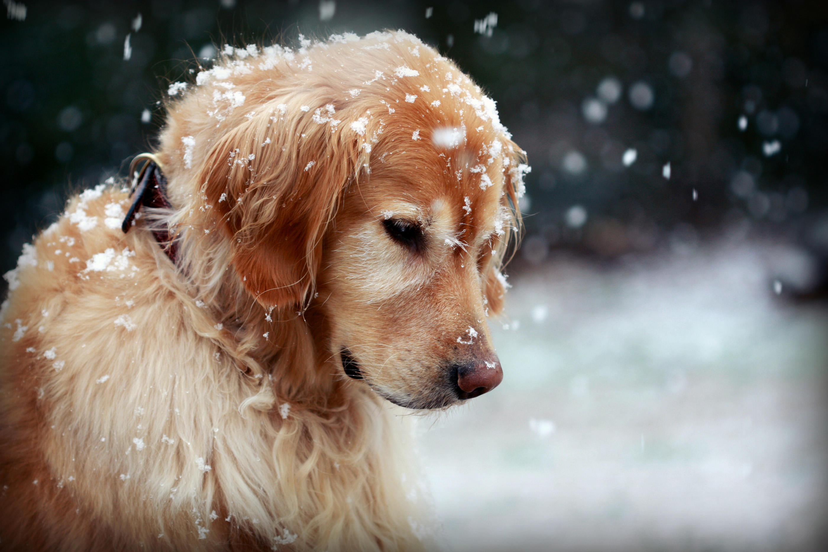 Download mobile wallpaper Dogs, Snow, Dog, Animal, Golden Retriever, Snowfall for free.