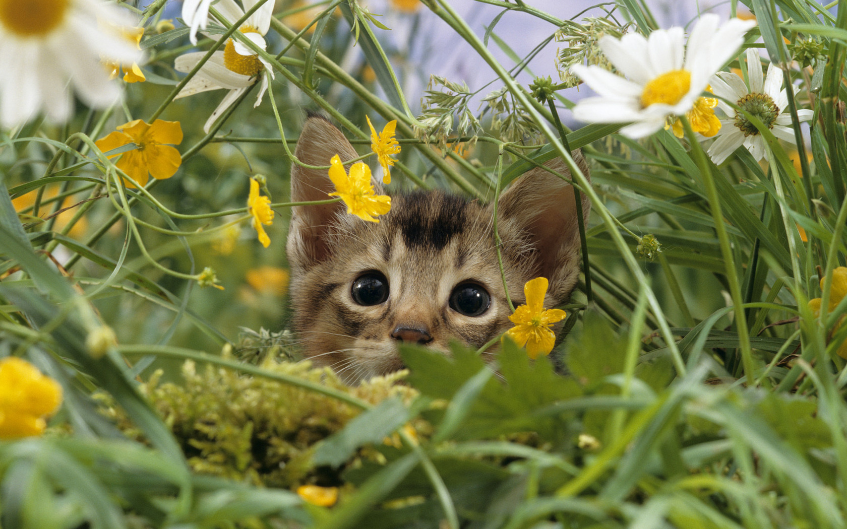 Handy-Wallpaper Tiere, Katzen, Katze kostenlos herunterladen.